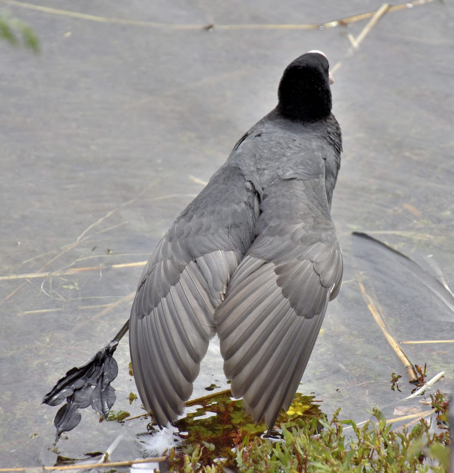 Valokuvaaja: Reijo Juurinen