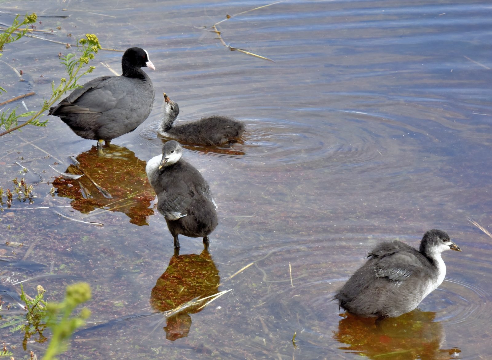 Valokuvaaja: Reijo Juurinen Valokuvaaja: Reijo Juurinen