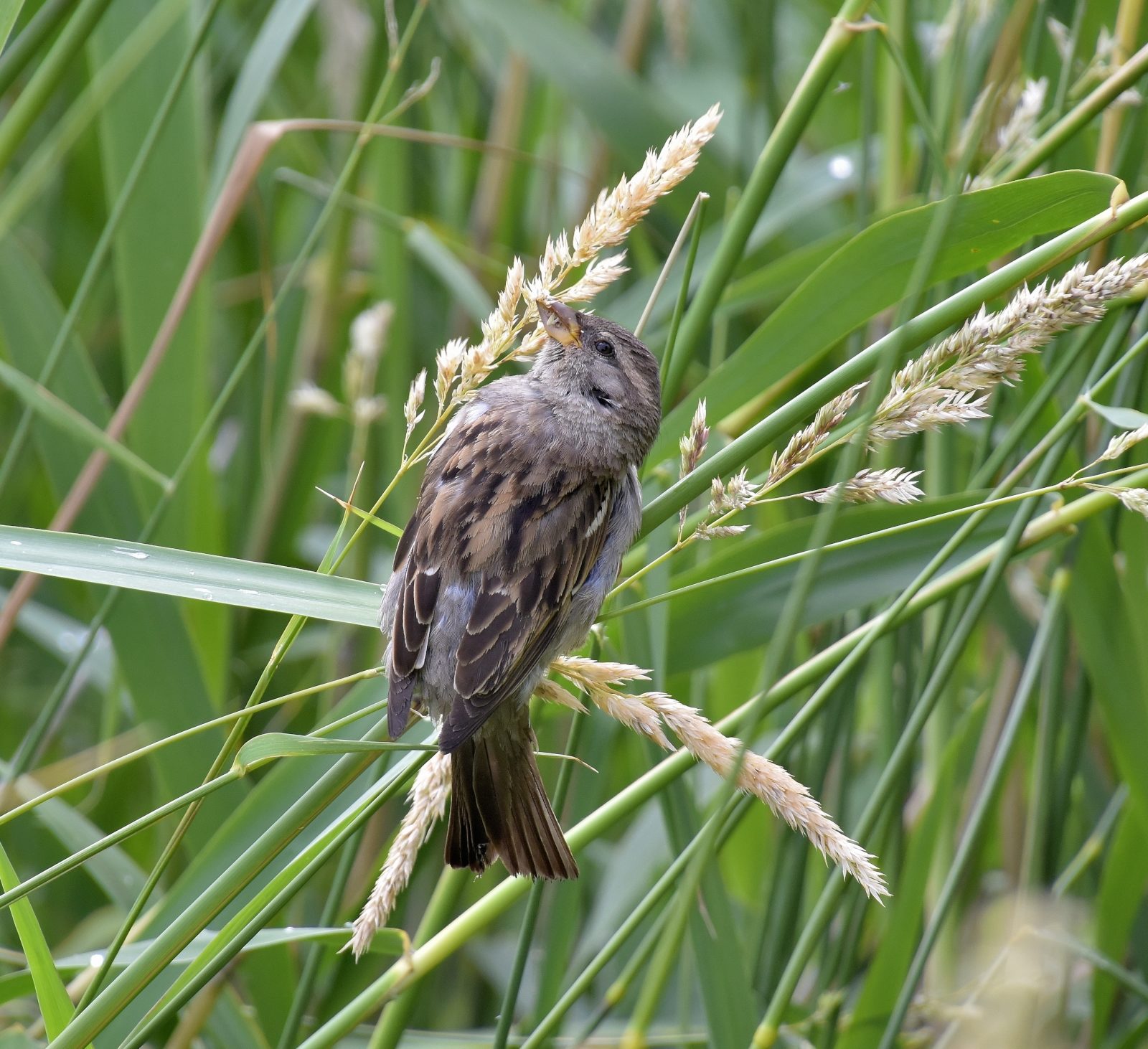 Valokuvaaja: Reijo Juurinen