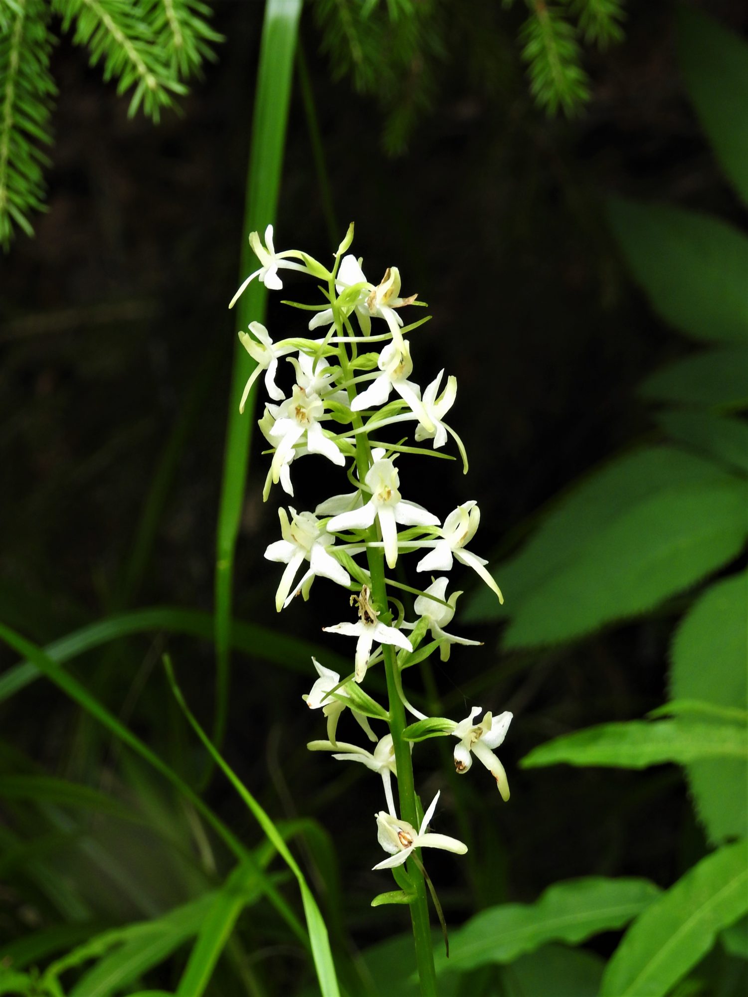 Valokuvaaja: Maarit Siitonen Valokuvaaja: Maarit Siitonen