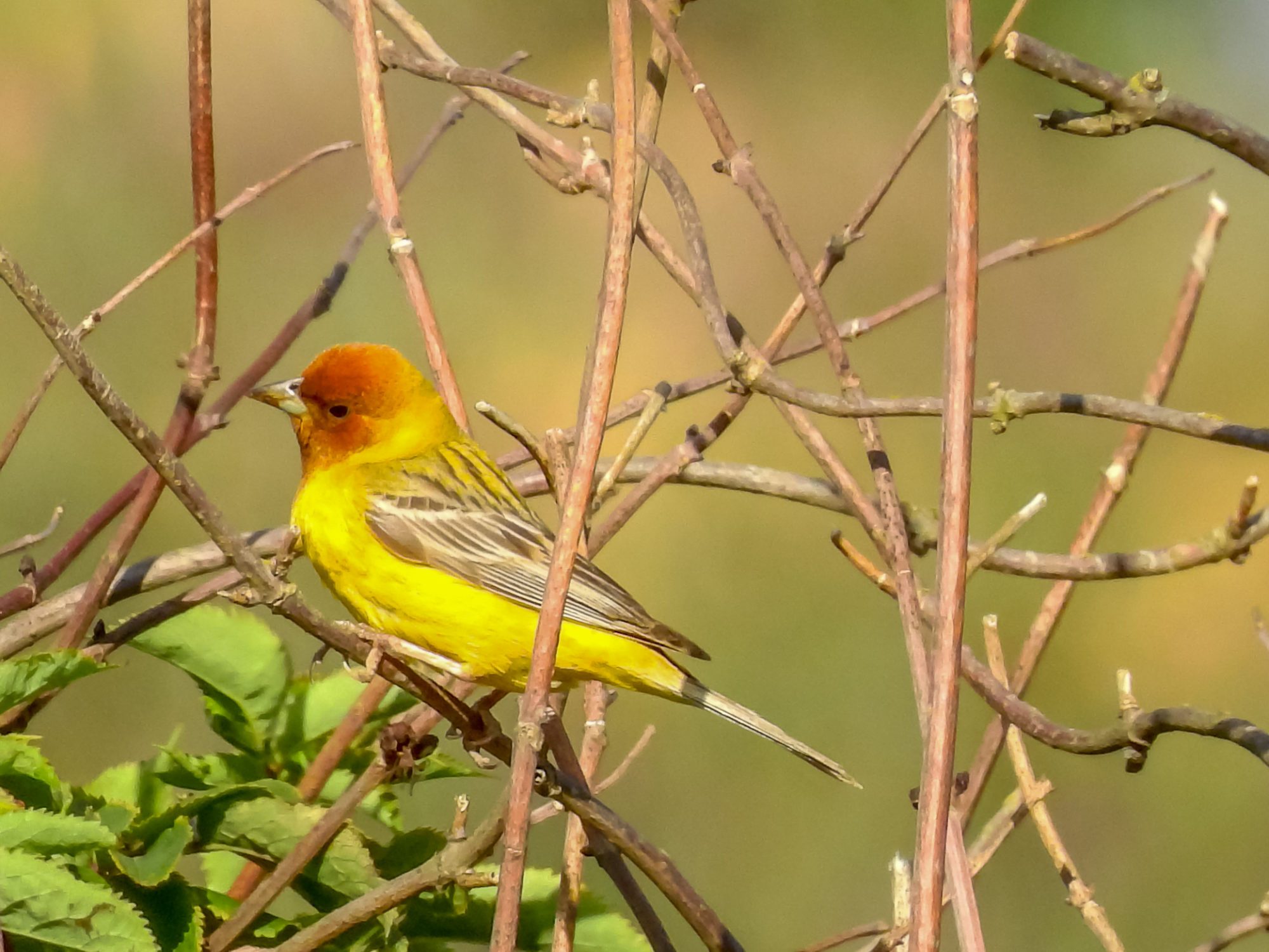 Valokuvaaja: Päivi Ahokas
