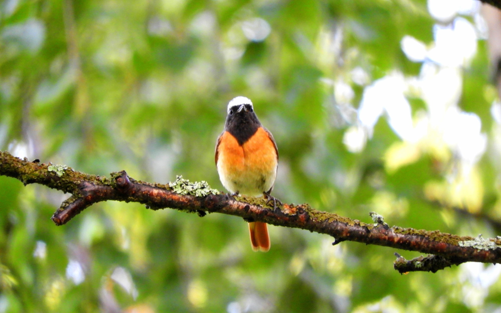 Valokuvaaja: lintufani