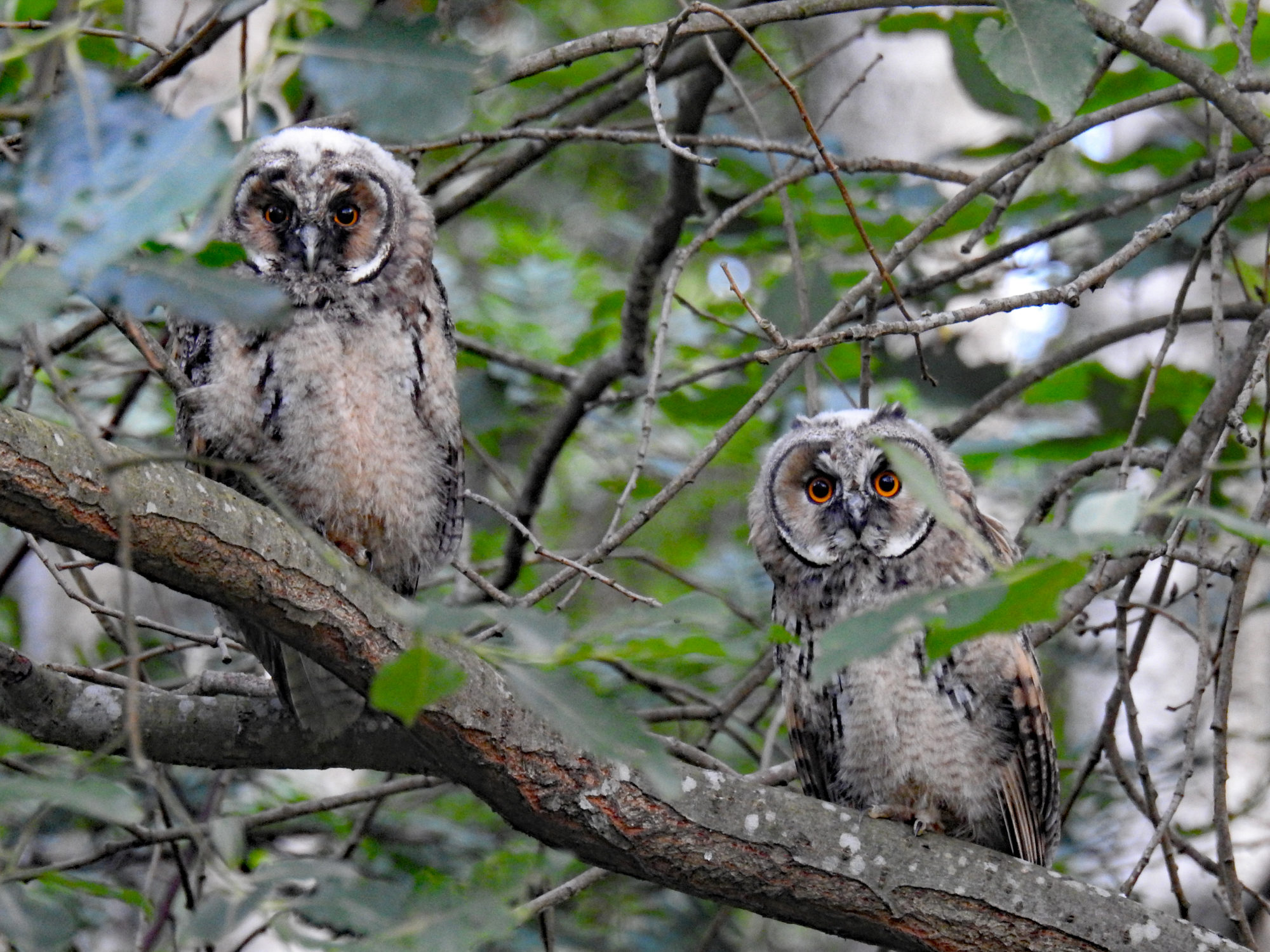 Valokuvaaja: Paavo Siukonen