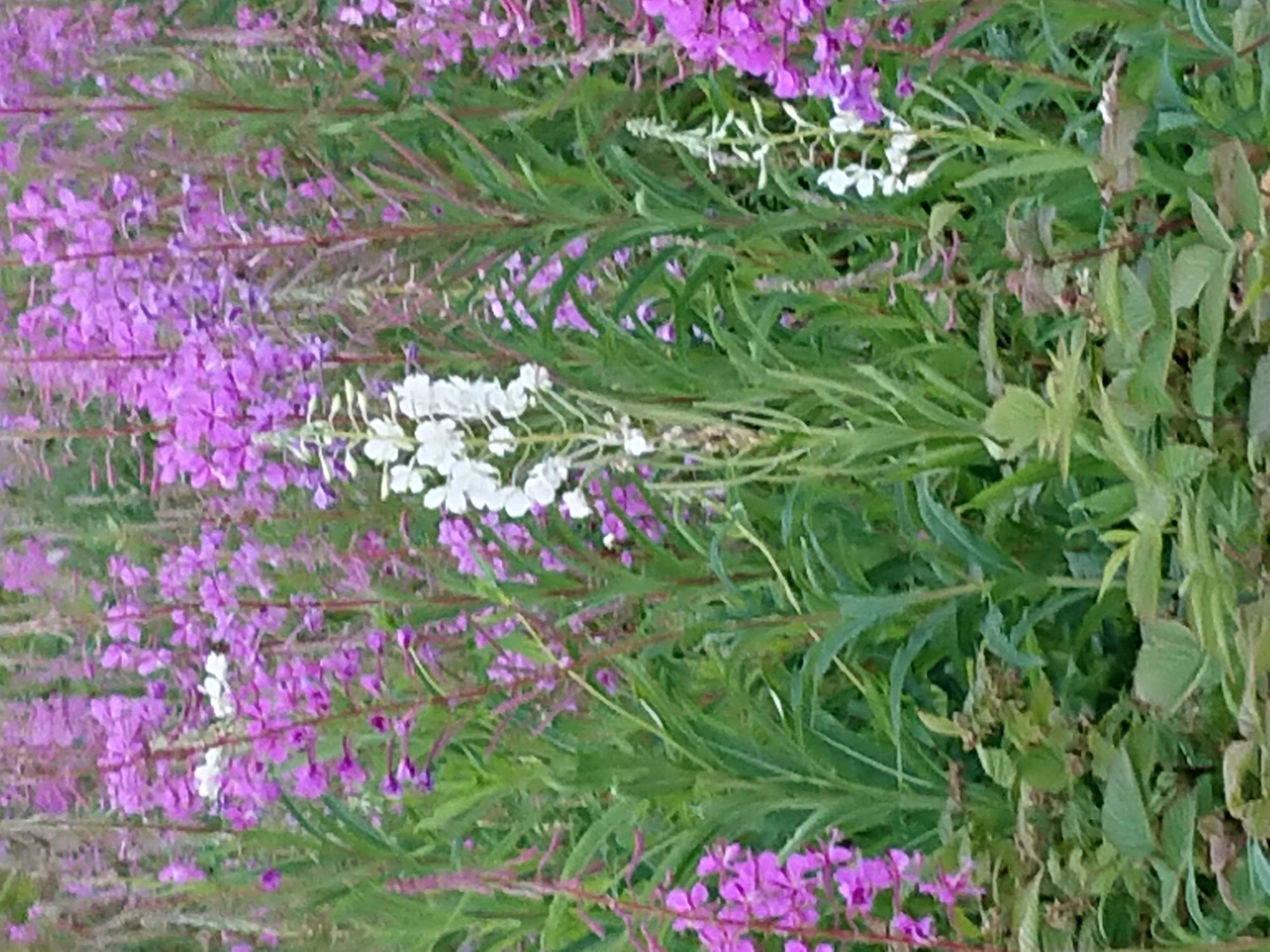 Valokuvaaja: Mäkinen Heikki