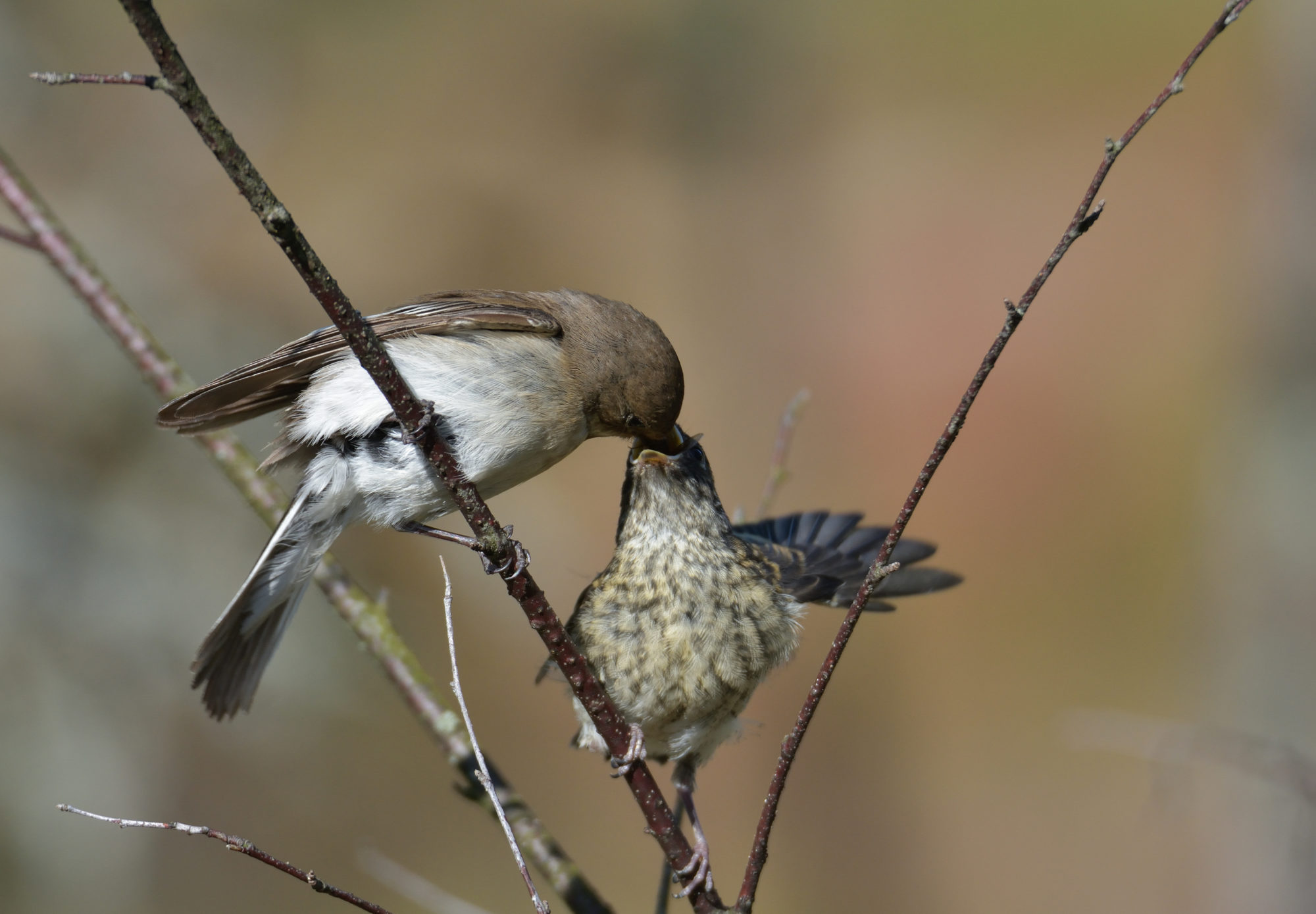 Valokuvaaja: Asko Heikkinen