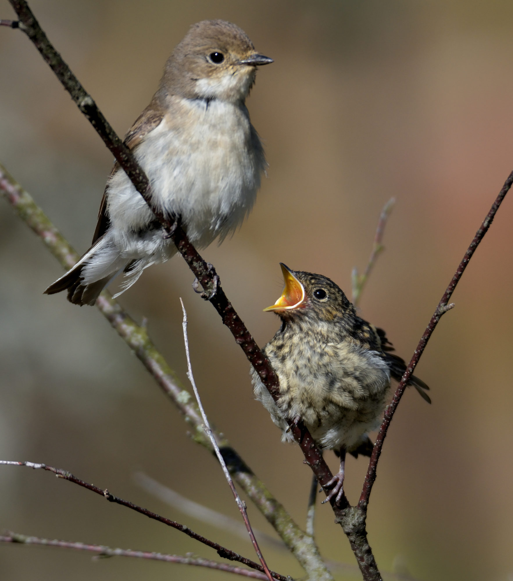 Valokuvaaja: Asko Heikkinen