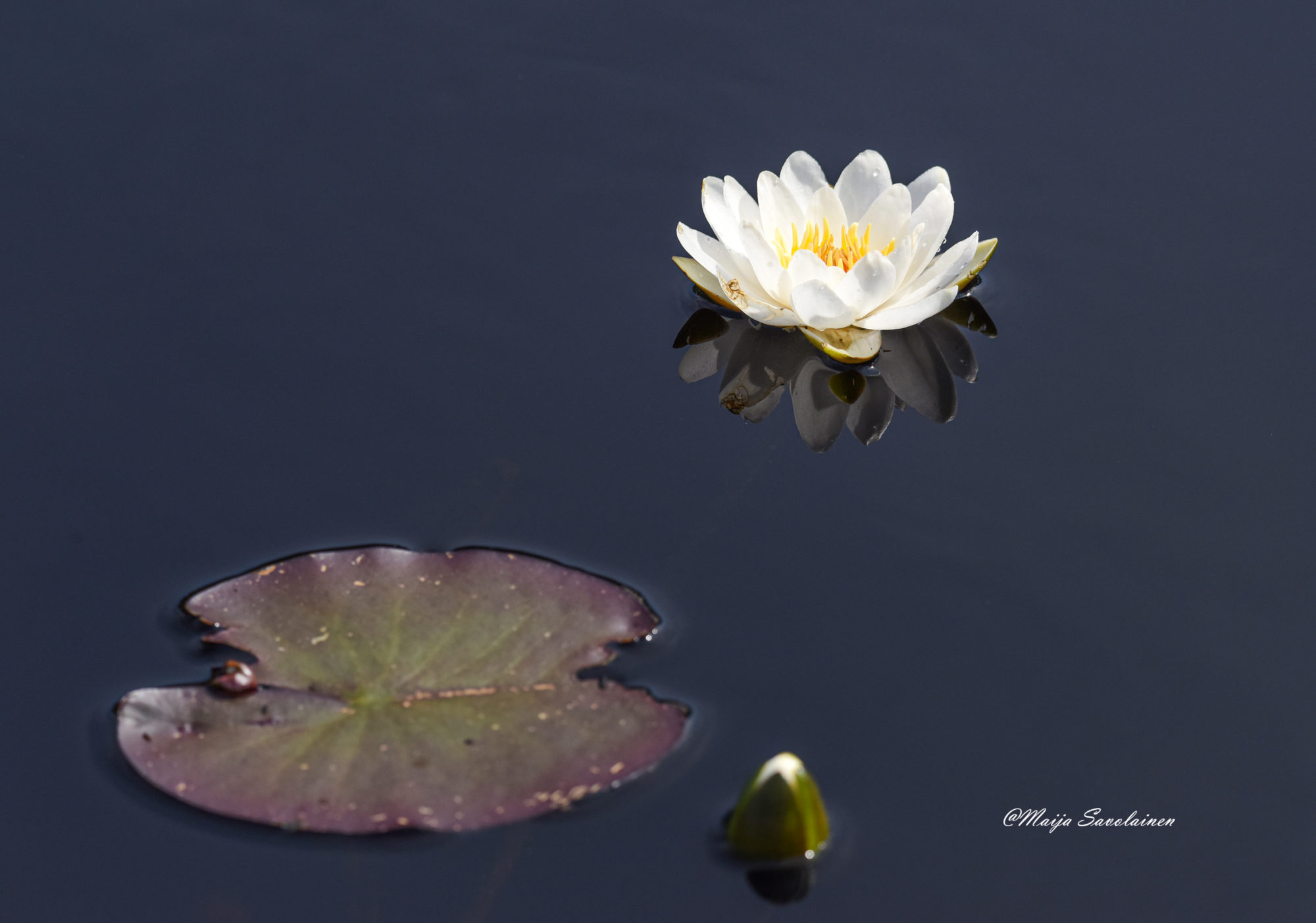 Valokuvaaja: Maija Savolainen