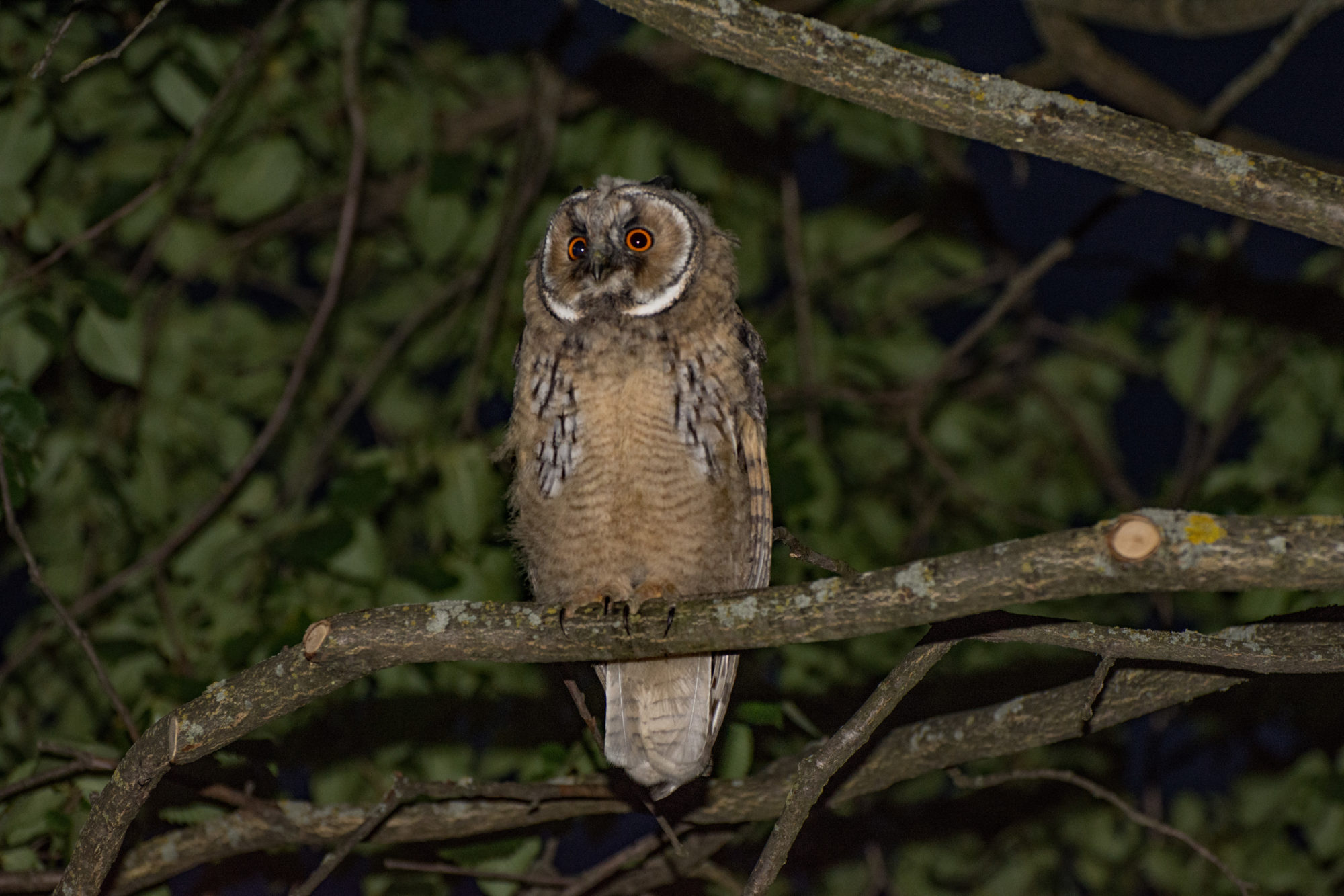 Valokuvaaja: Paavo Siukonen