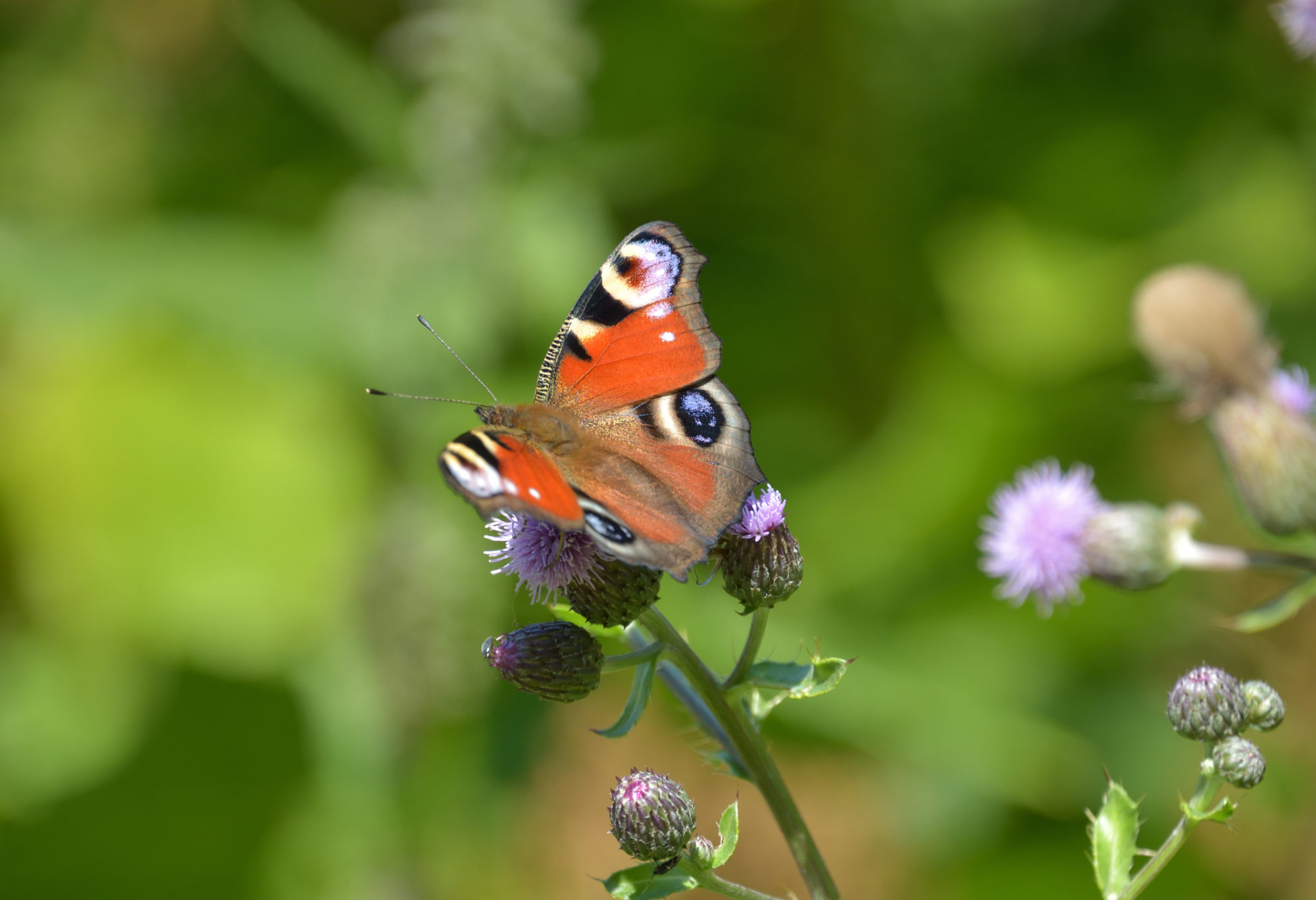Valokuvaaja: Asko Heikkinen Valokuvaaja: Asko Heikkinen