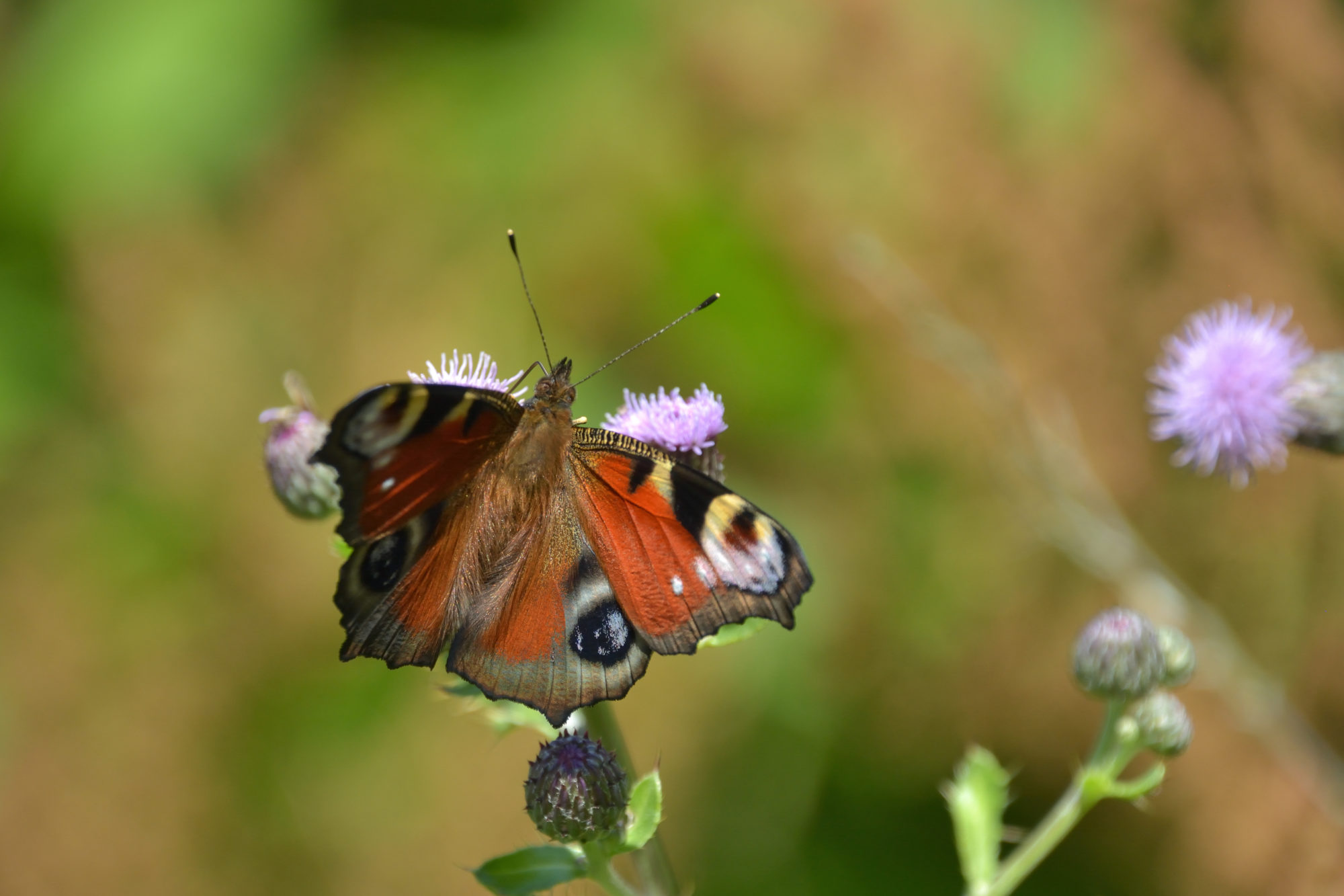 Valokuvaaja: Asko Heikkinen