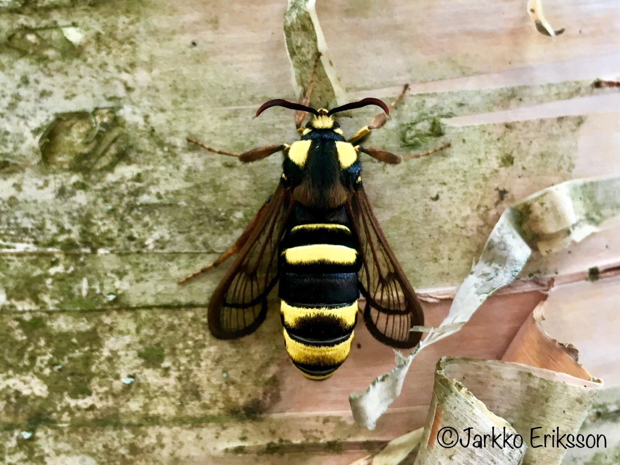 Valokuvaaja: Jarkko Eriksson