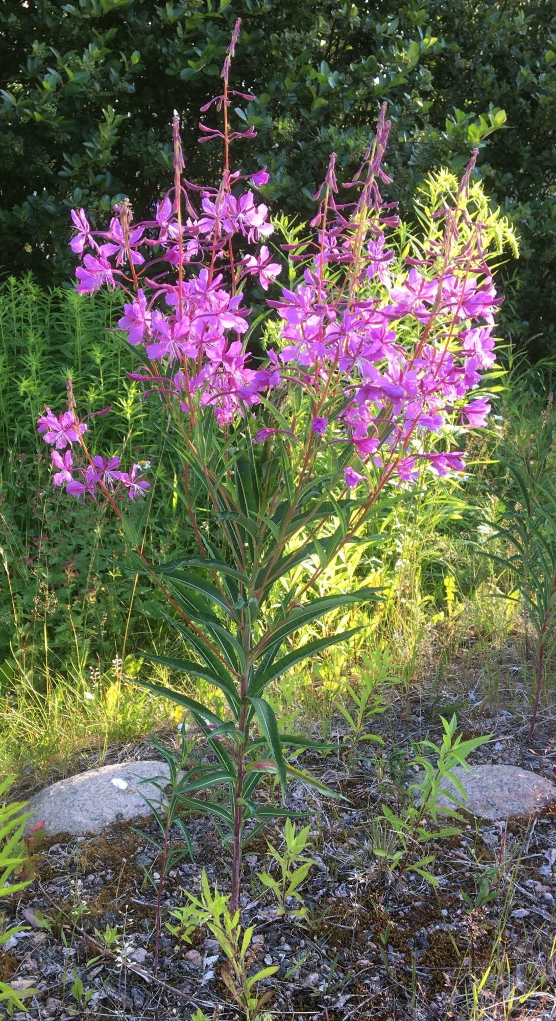 Valokuvaaja: Sami Teittinen