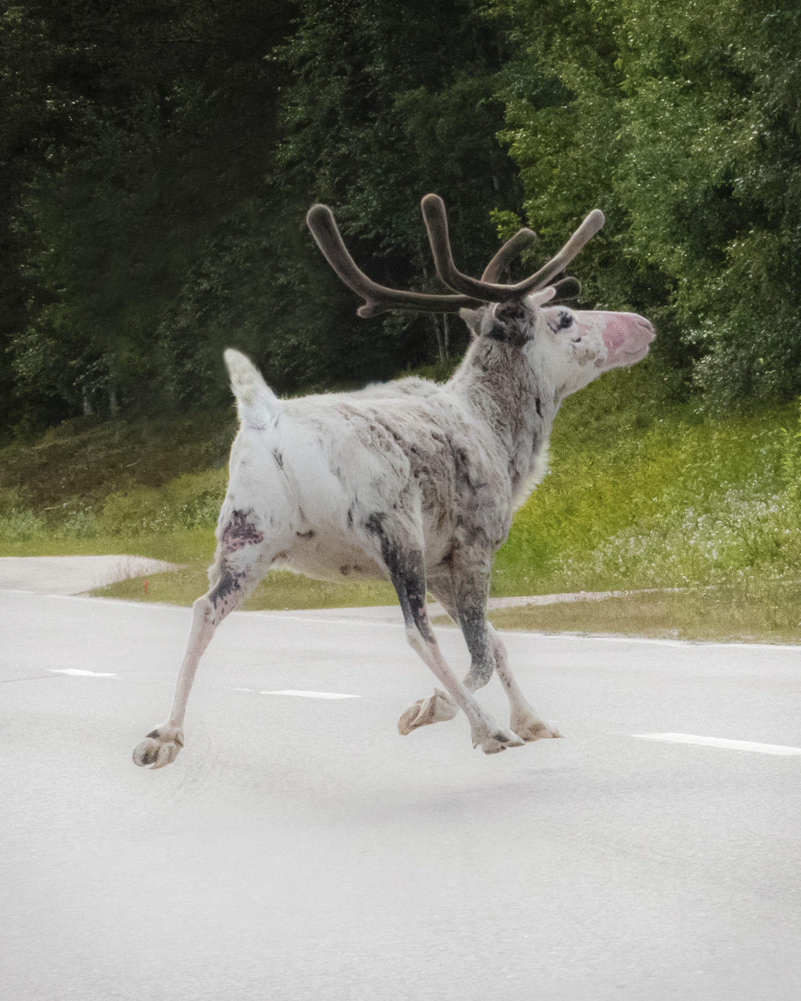 Valokuvaaja: Sannamari Blinnikka-Tyrväinen