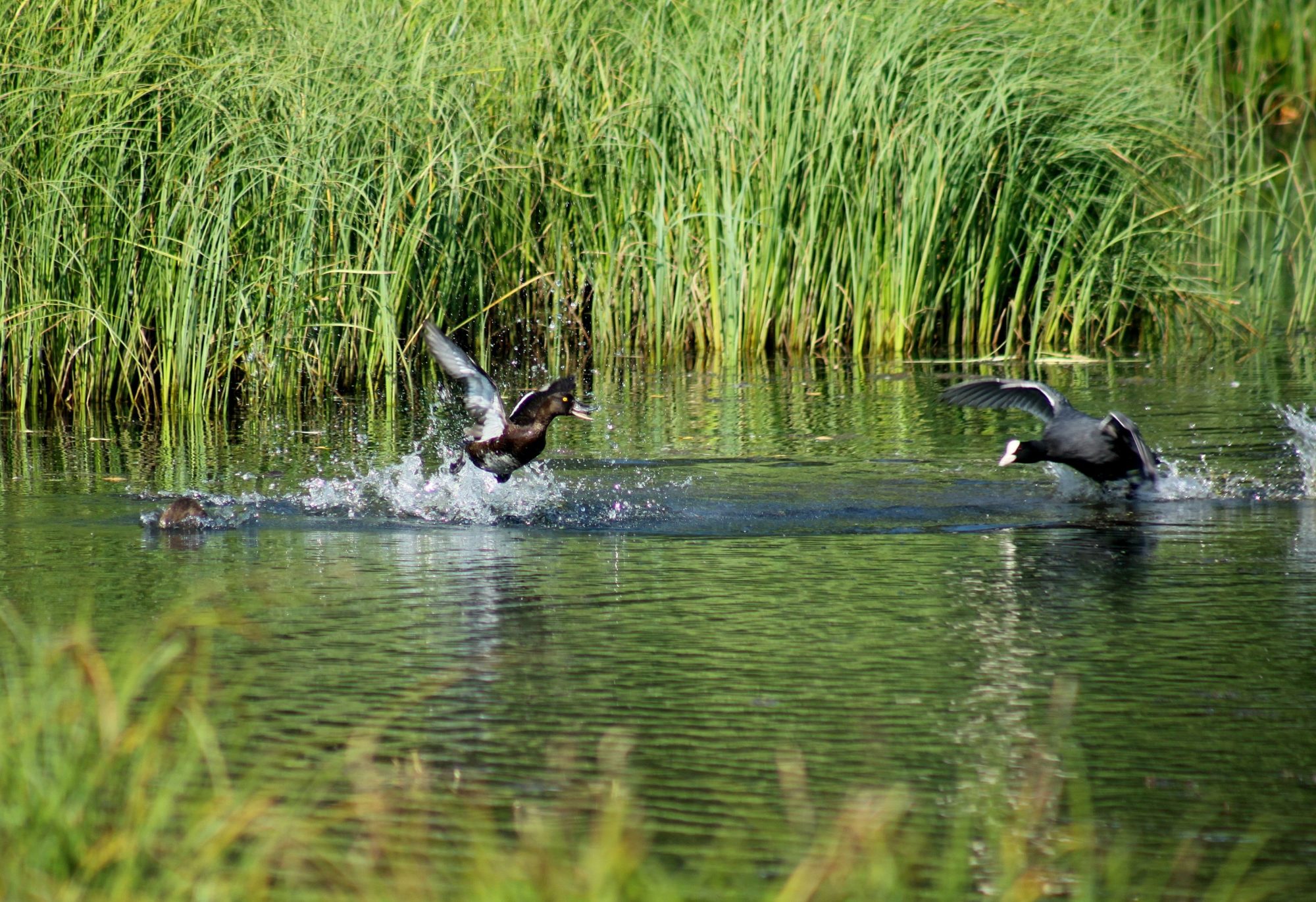 Valokuvaaja: Pirkko Siukonen