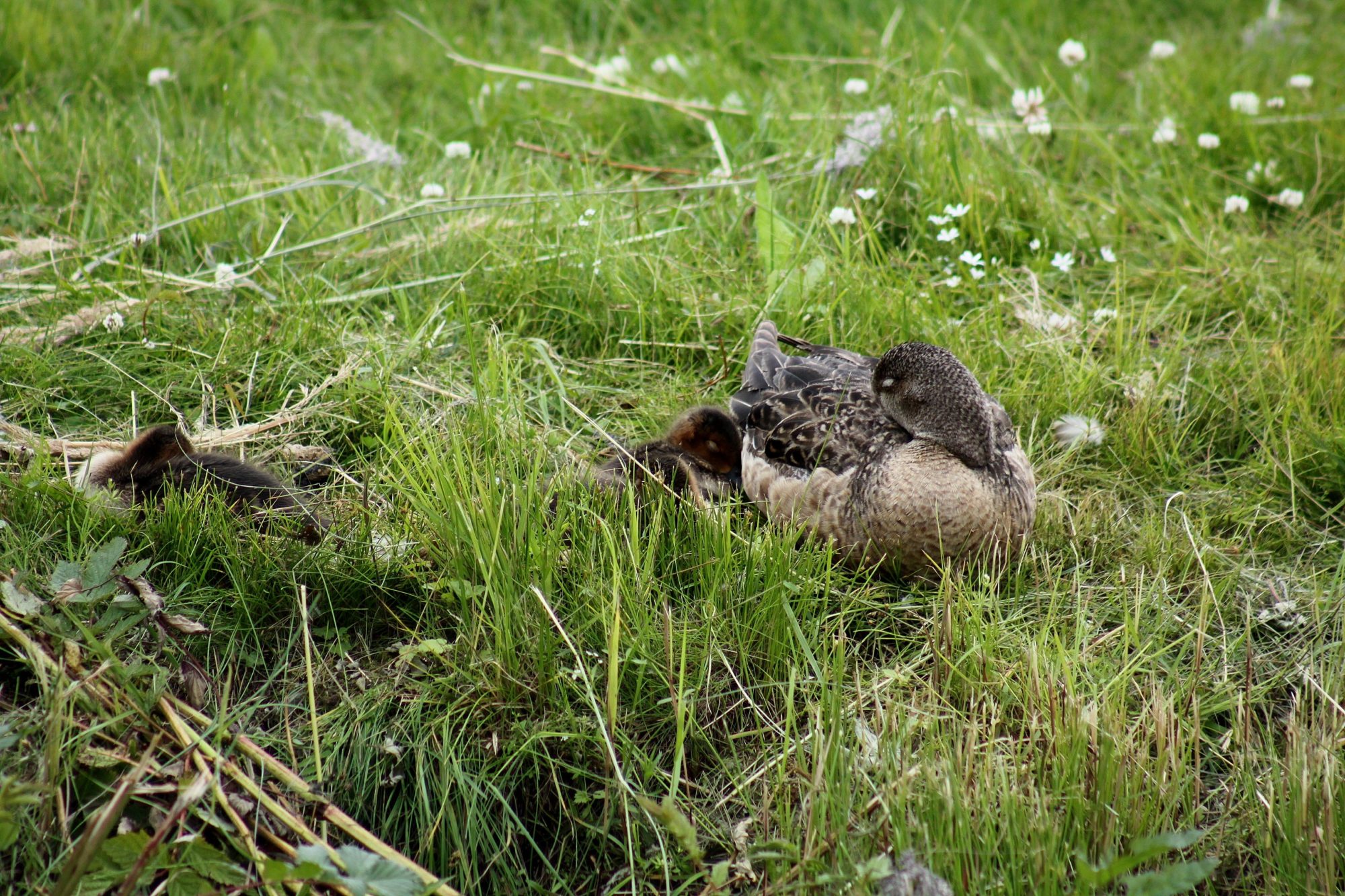 Valokuvaaja: Pirkko Siukonen