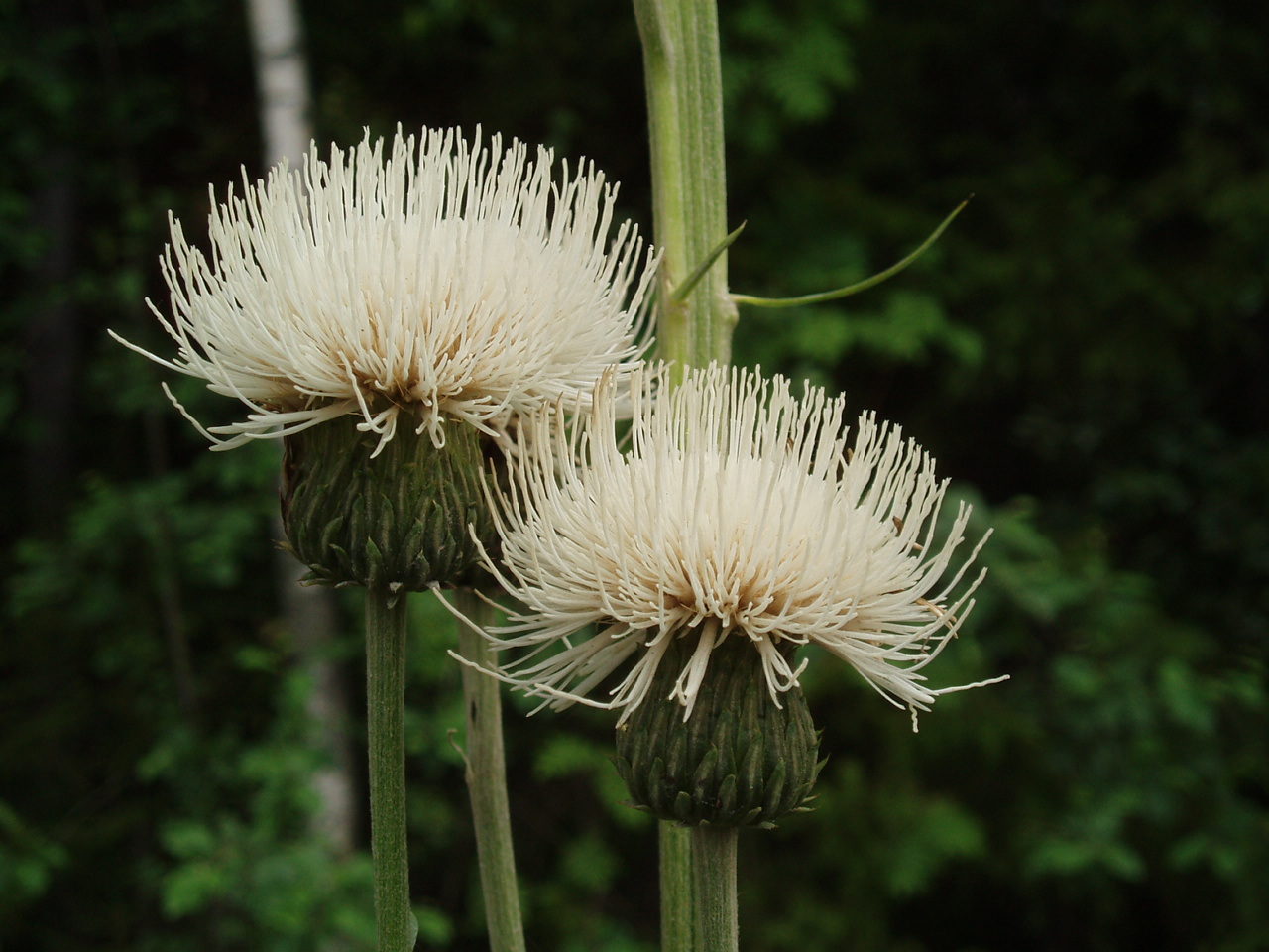 Valokuvaaja: Kaisa Vesilahti