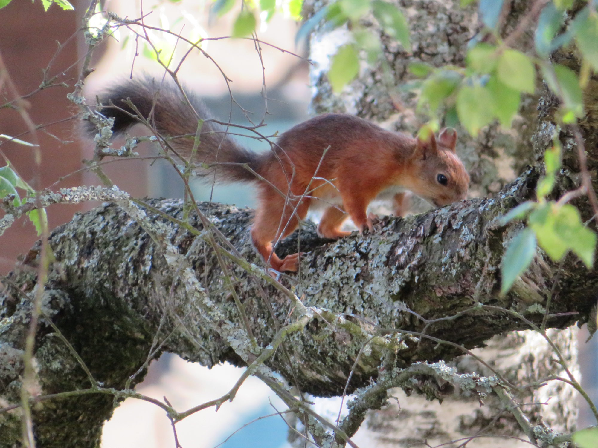 Valokuvaaja: Risto Kangassalo Valokuvaaja: Risto Kangassalo
