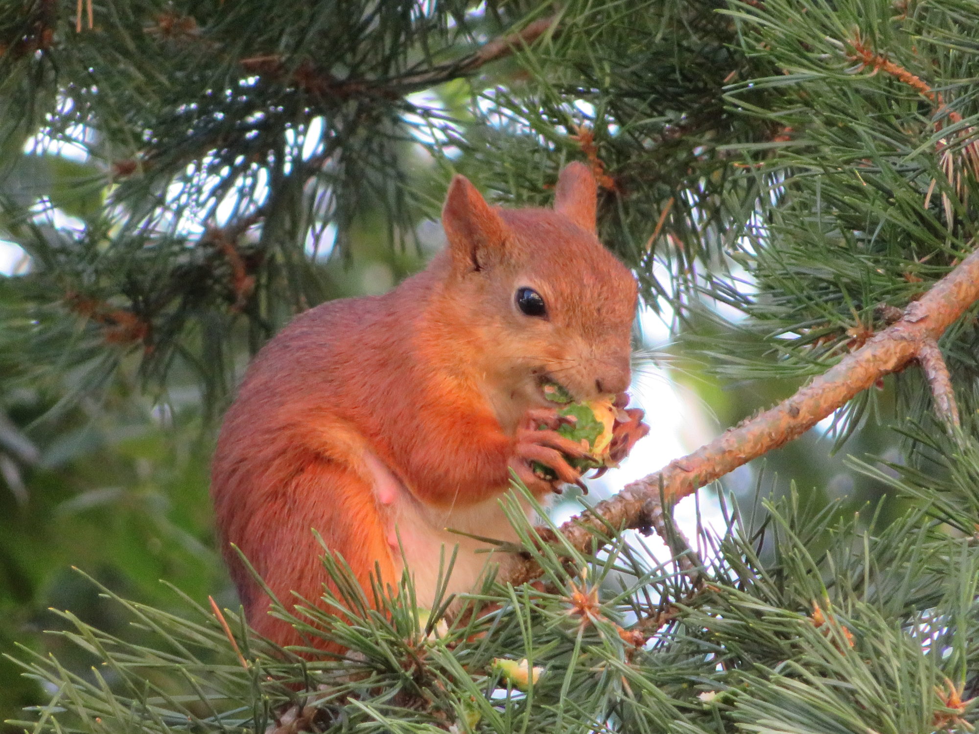Valokuvaaja: Risto Kangassalo