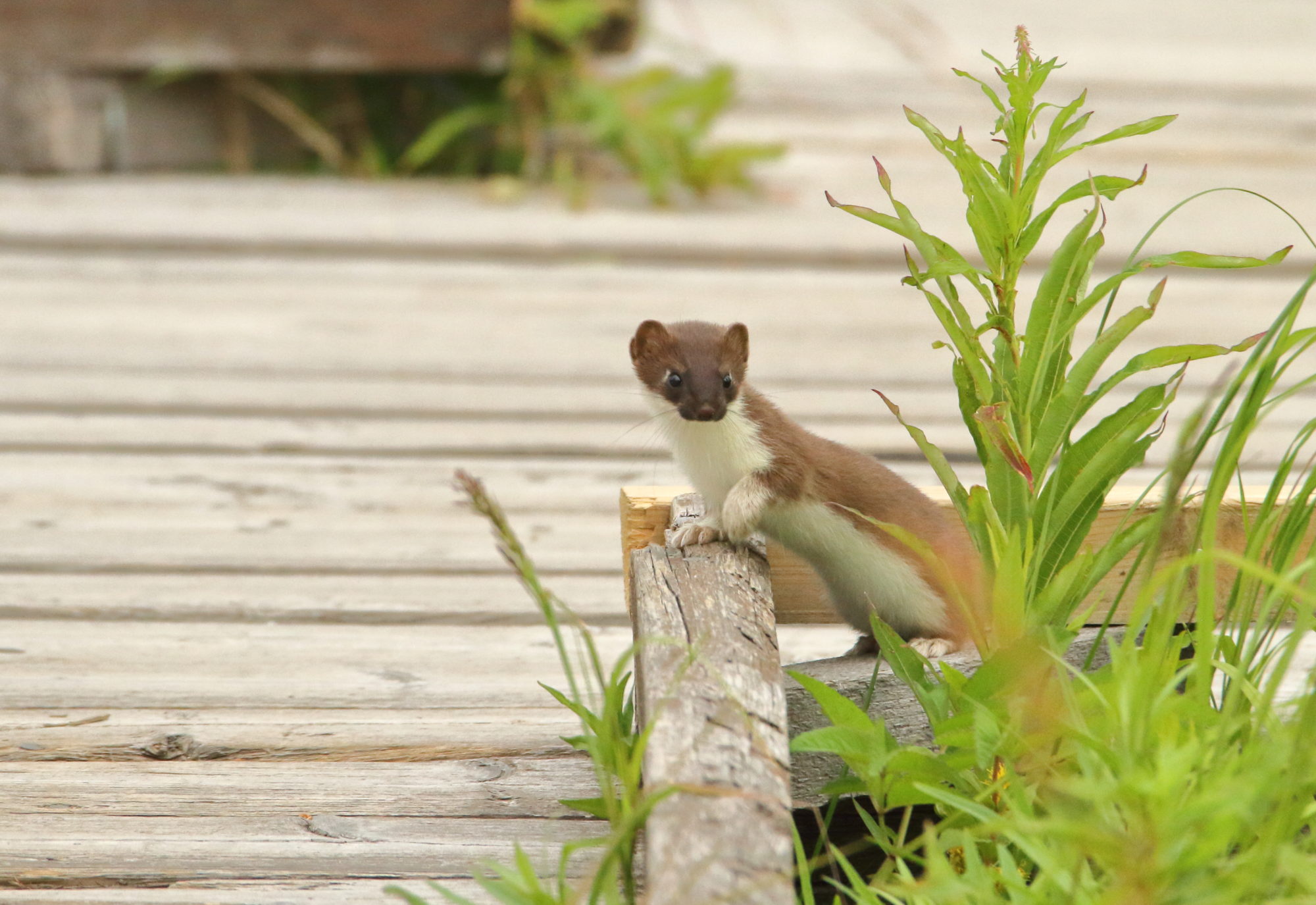 Valokuvaaja: Lasse Kokko