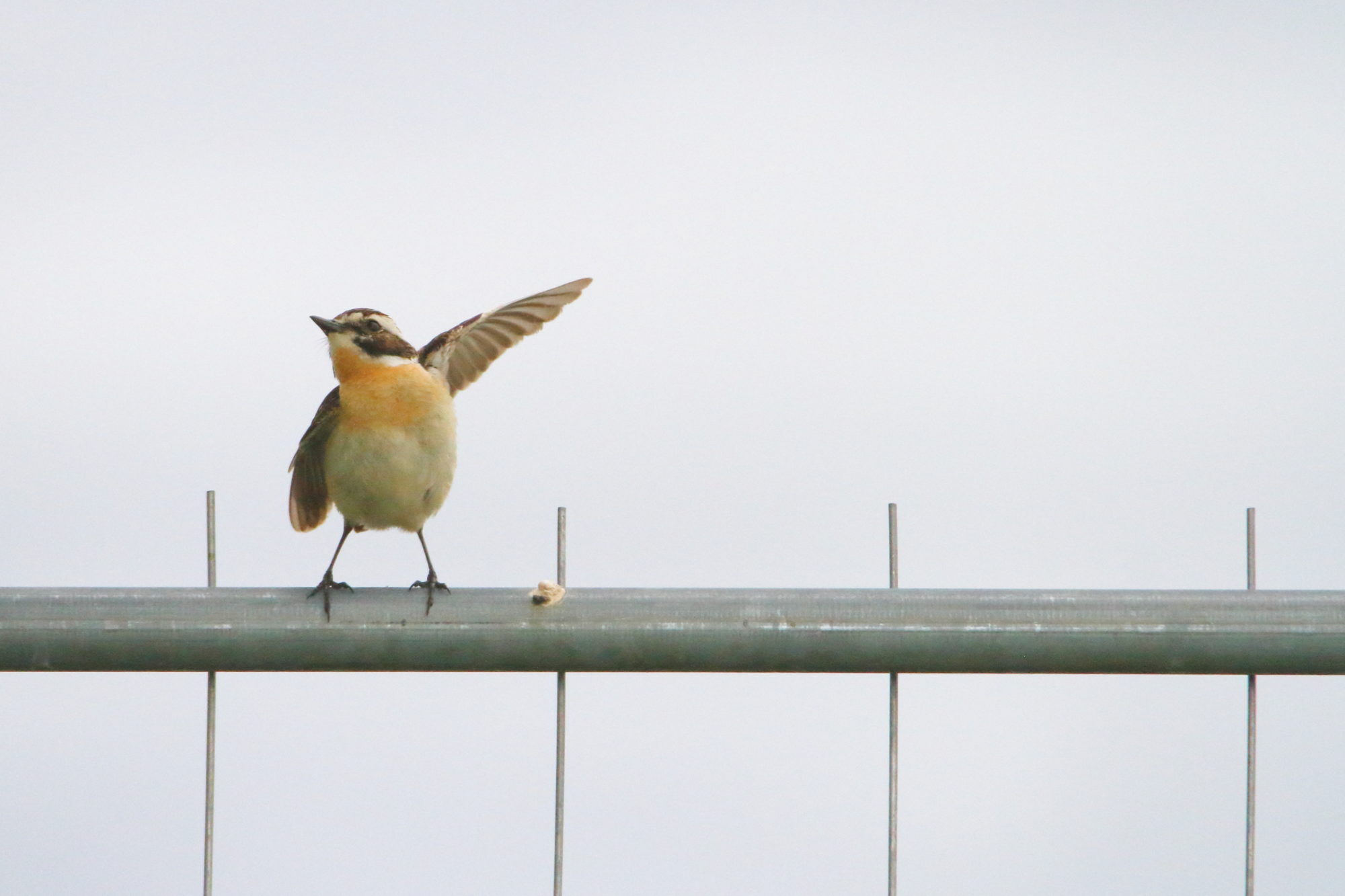 Valokuvaaja: Lasse Kokko