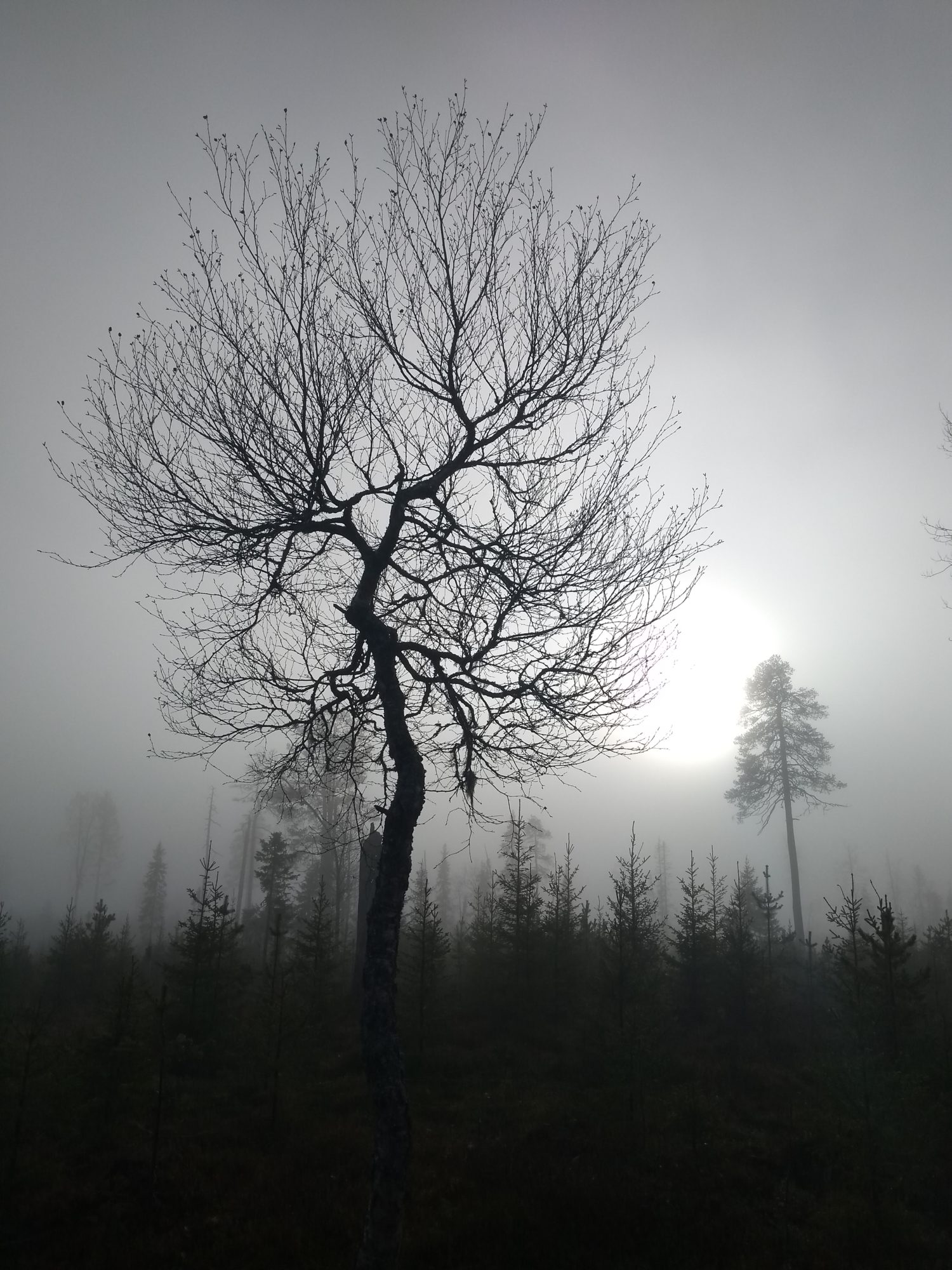 Valokuvaaja: Pirjo Kajanus