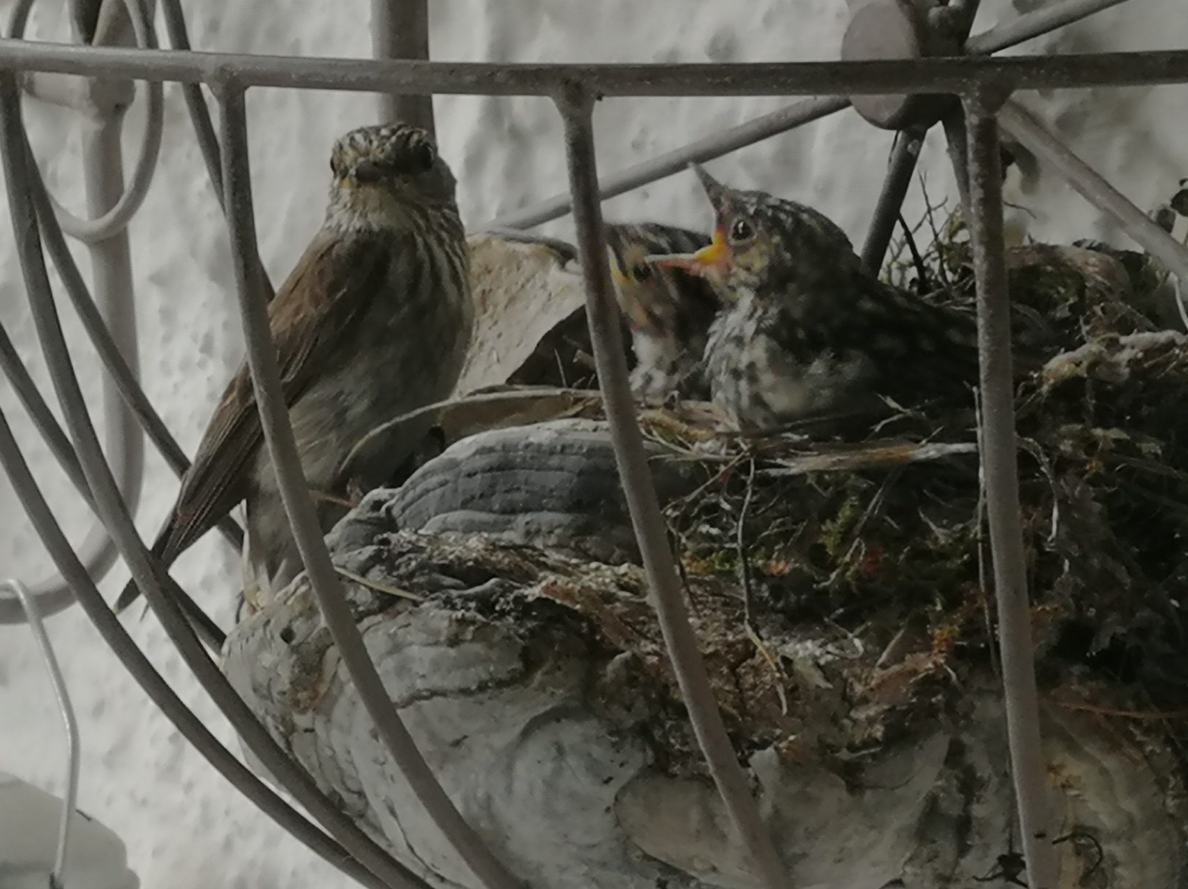 Valokuvaaja: Heidi Nissinen