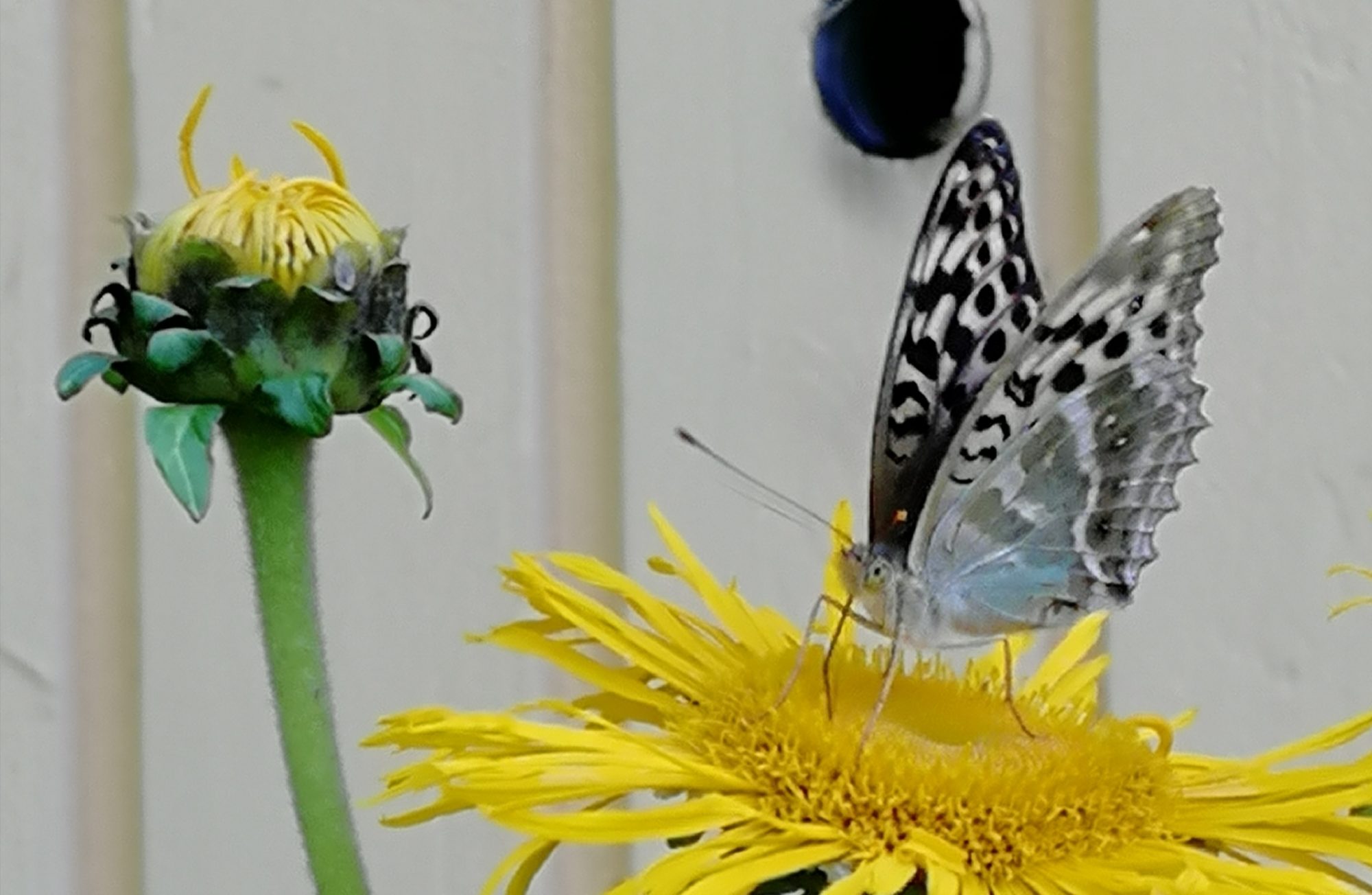 Valokuvaaja: Minna T