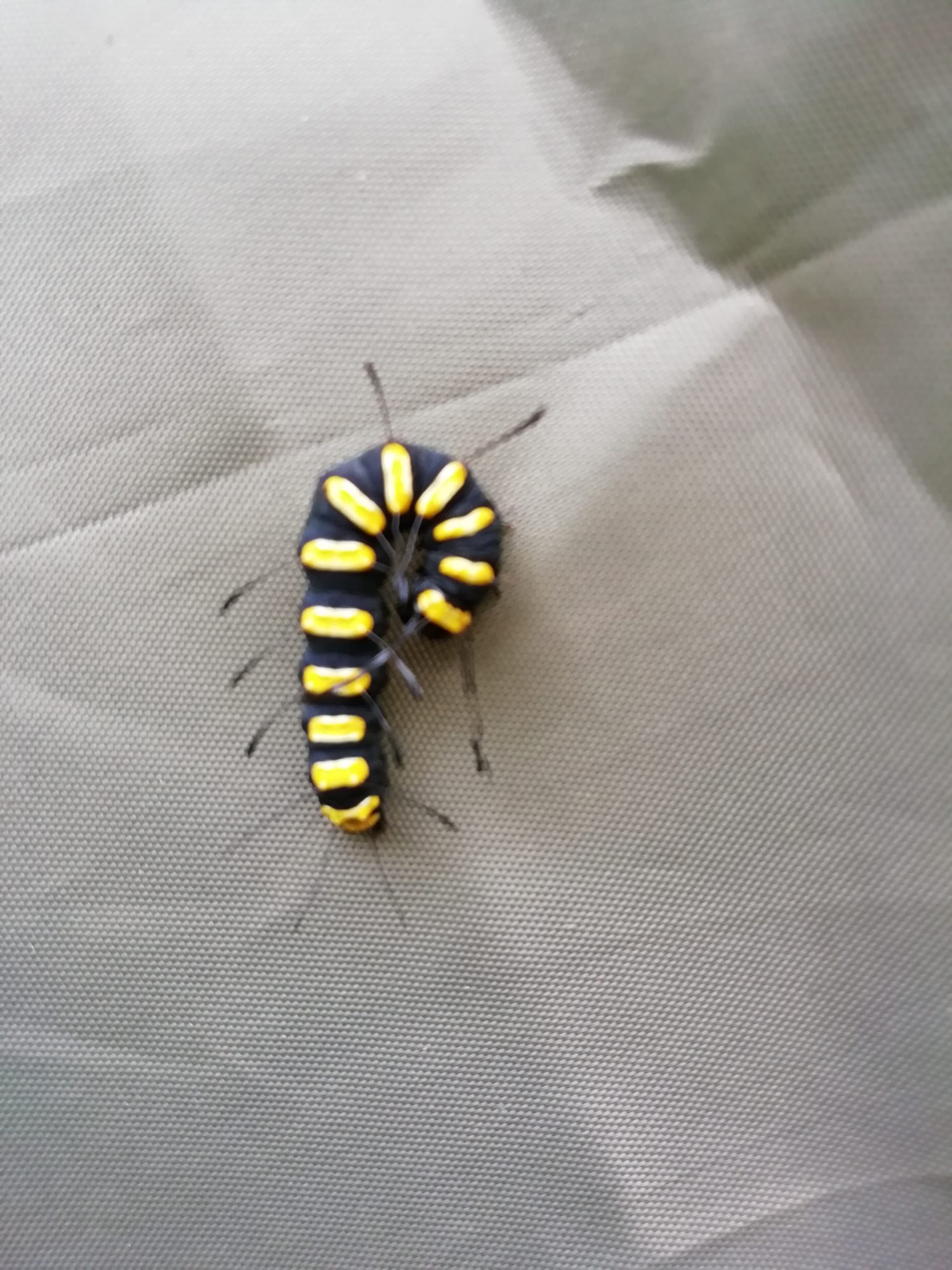 Valokuvaaja: Elina Pimiä