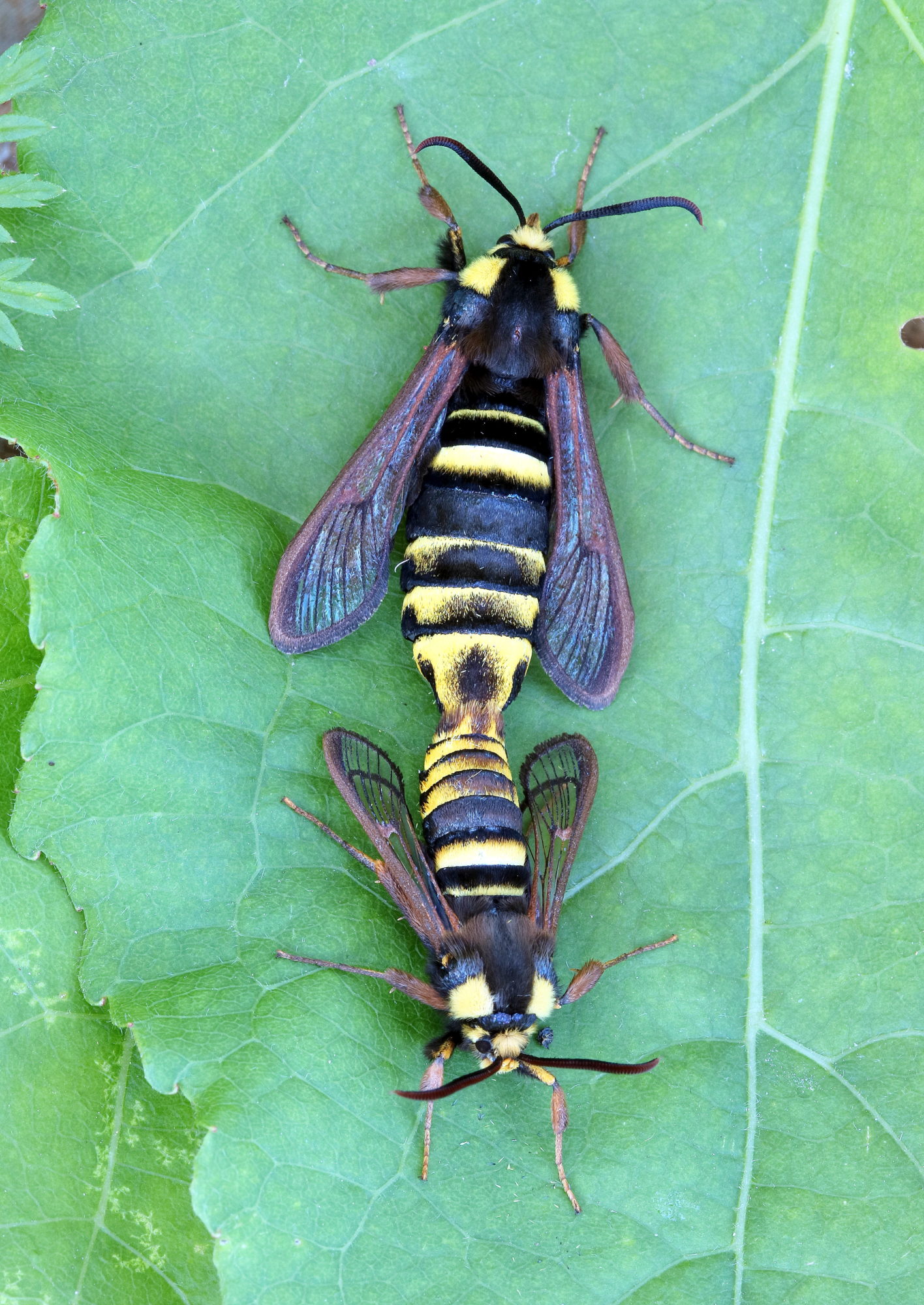 Valokuvaaja: hannu Rasiranta