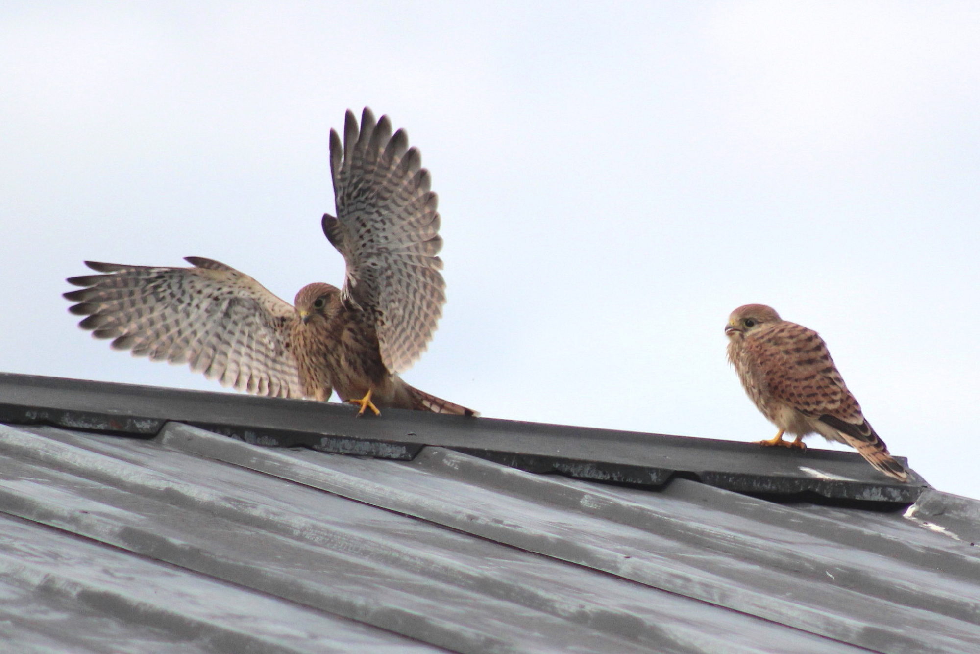 Valokuvaaja: Kirsti Kuronen