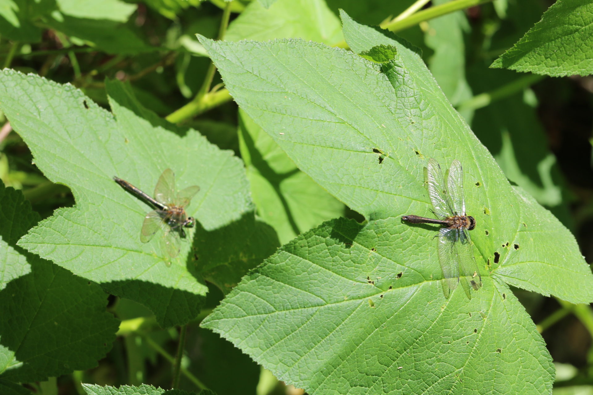Valokuvaaja: Teija Järvenpää