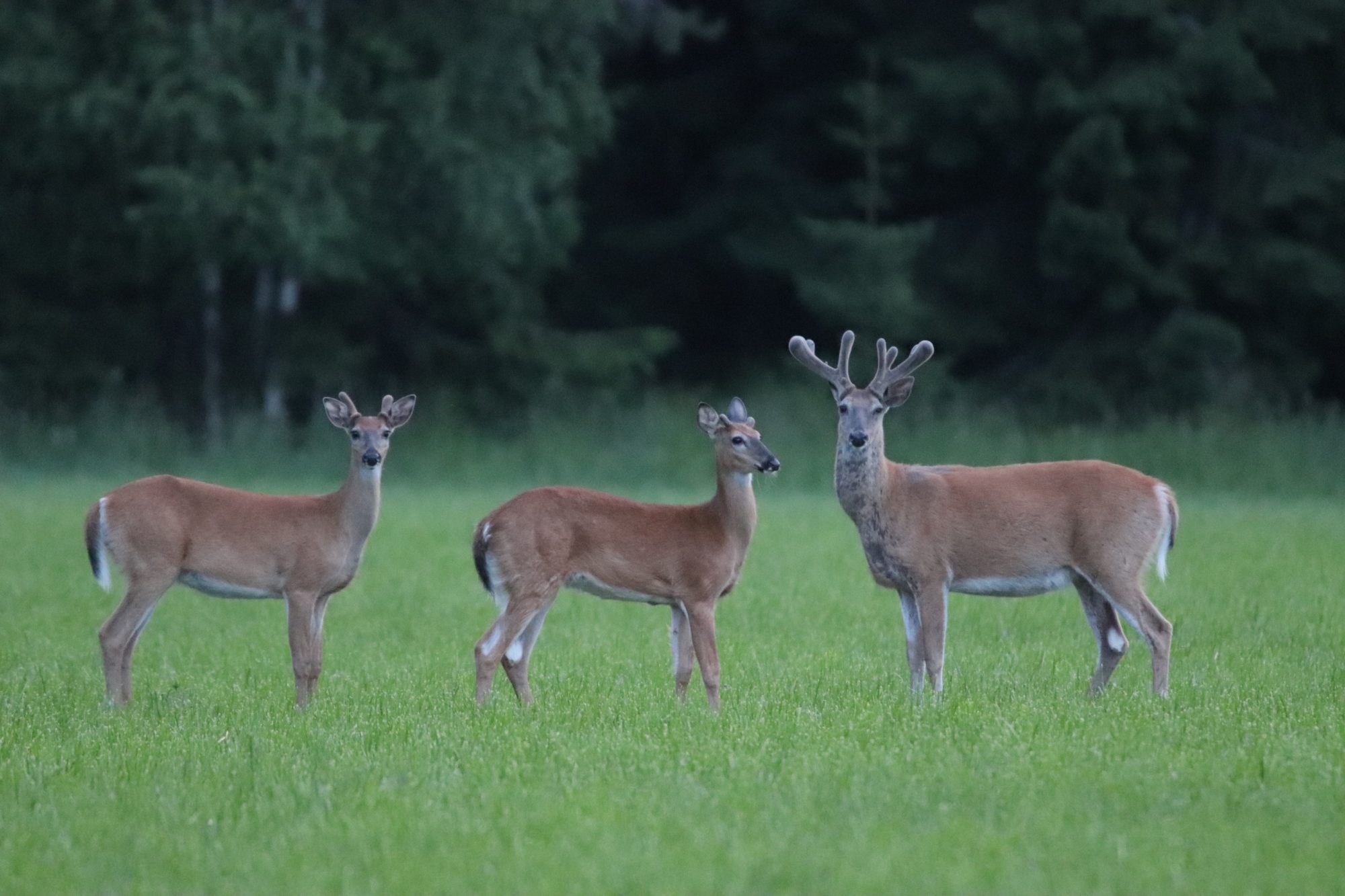 Valokuvaaja: Irja Lehtinen