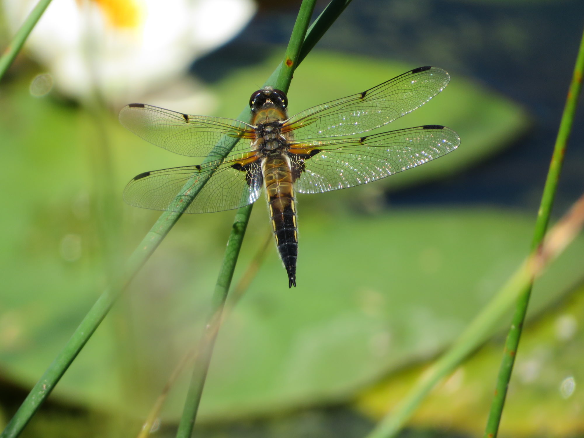 Valokuvaaja: Risto Kangassalo