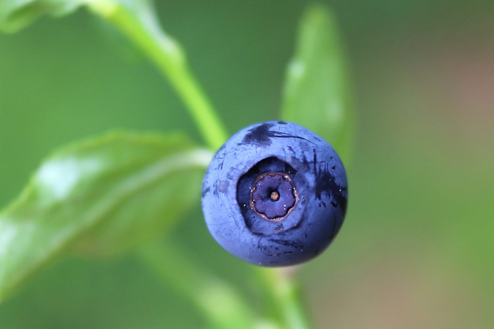 Valokuvaaja: Irja Lehtinen