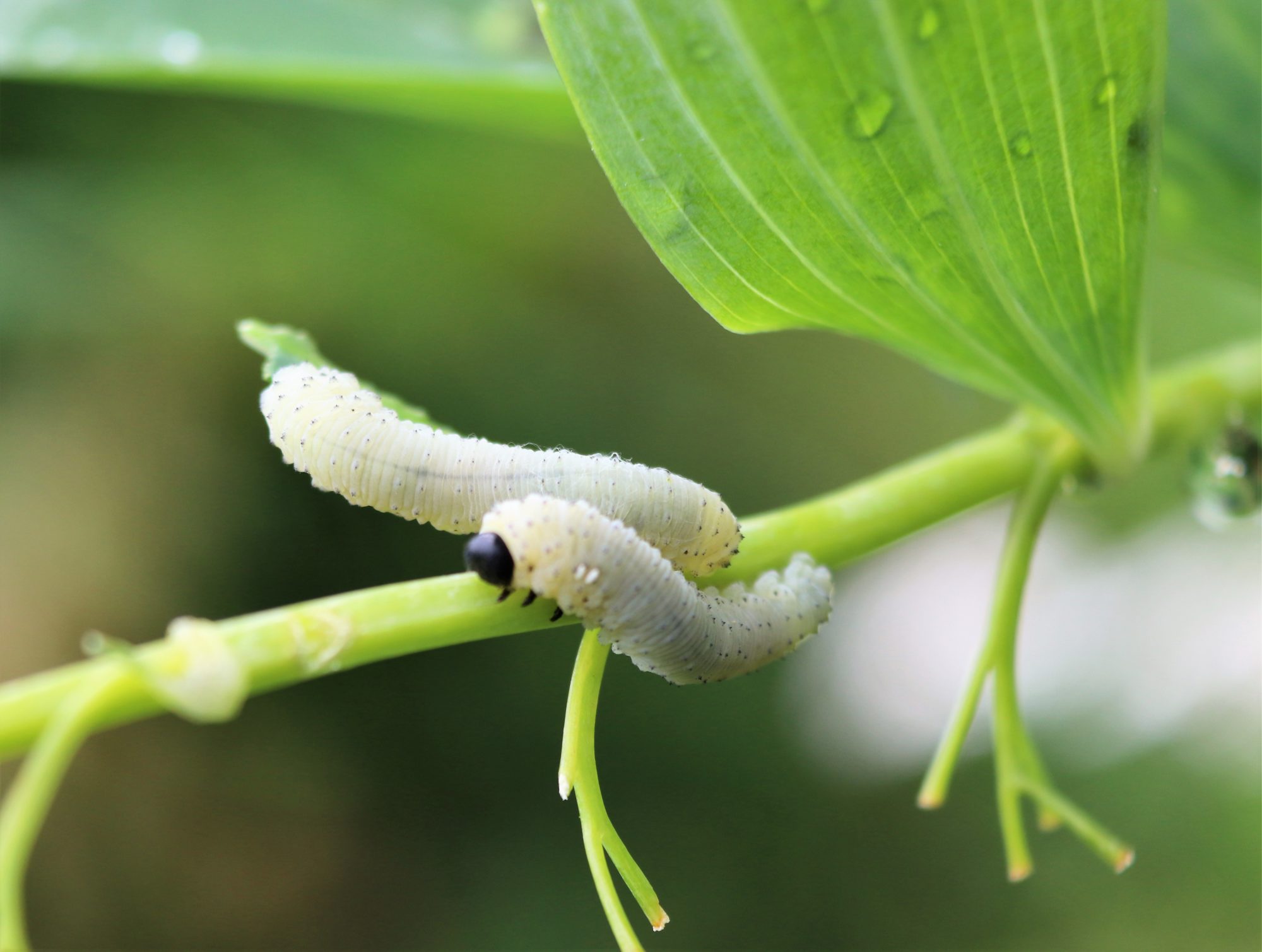 Valokuvaaja: Irja Lehtinen