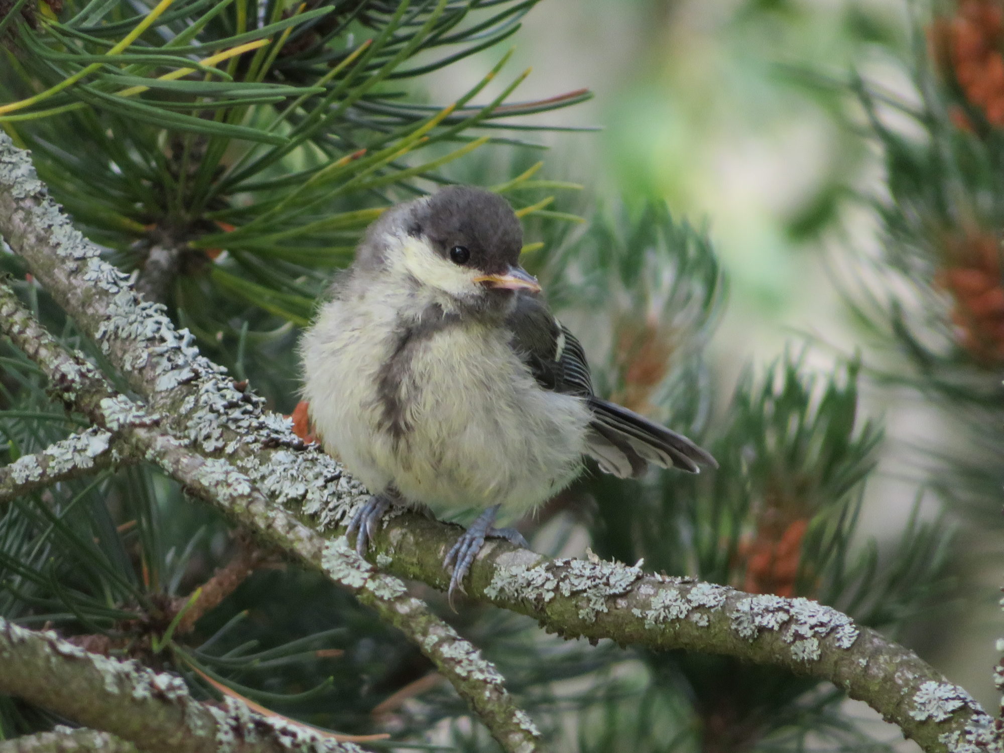 Valokuvaaja: Risto Kangassalo