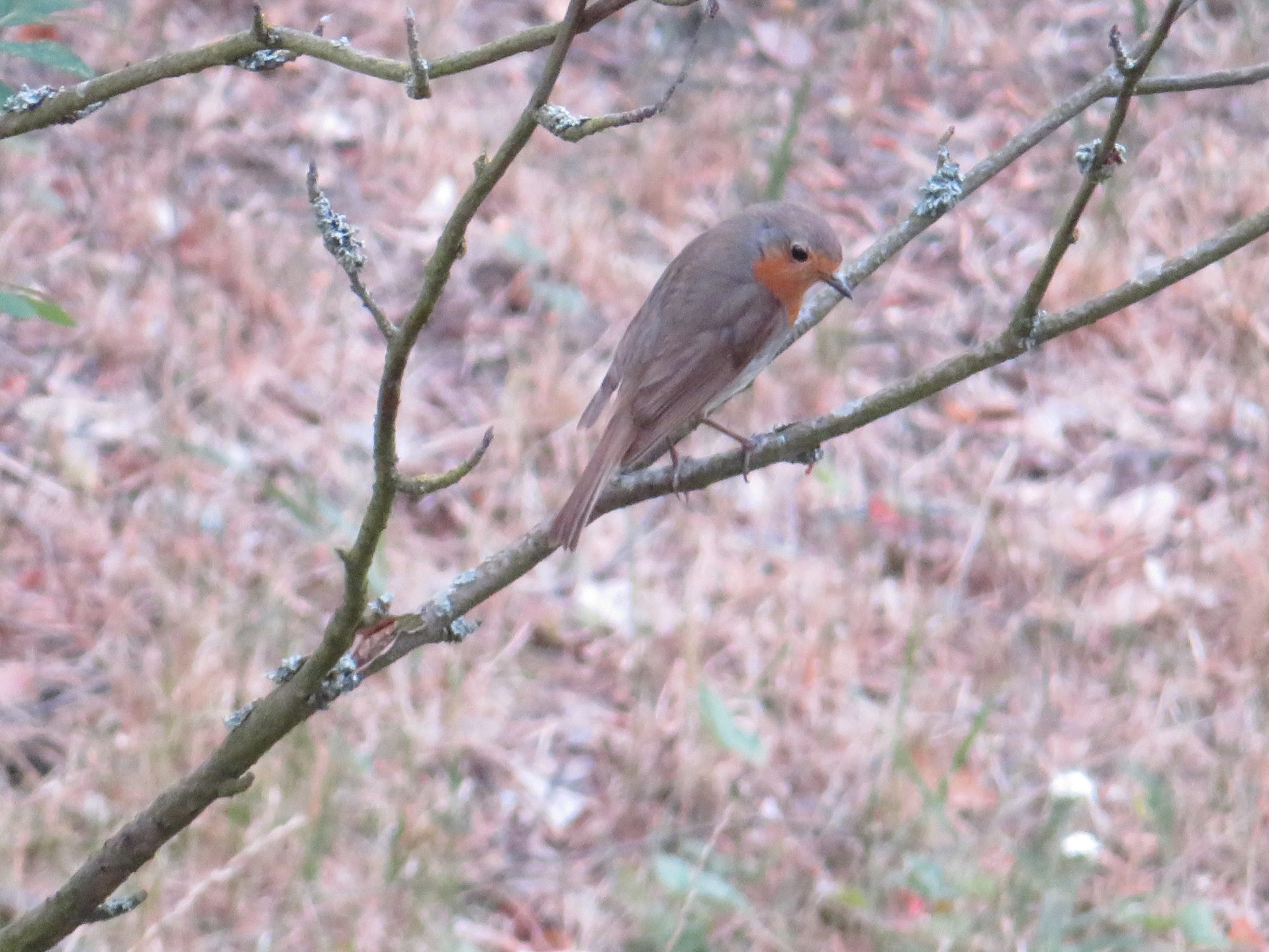 Valokuvaaja: Risto Kangassalo Valokuvaaja: Risto Kangassalo