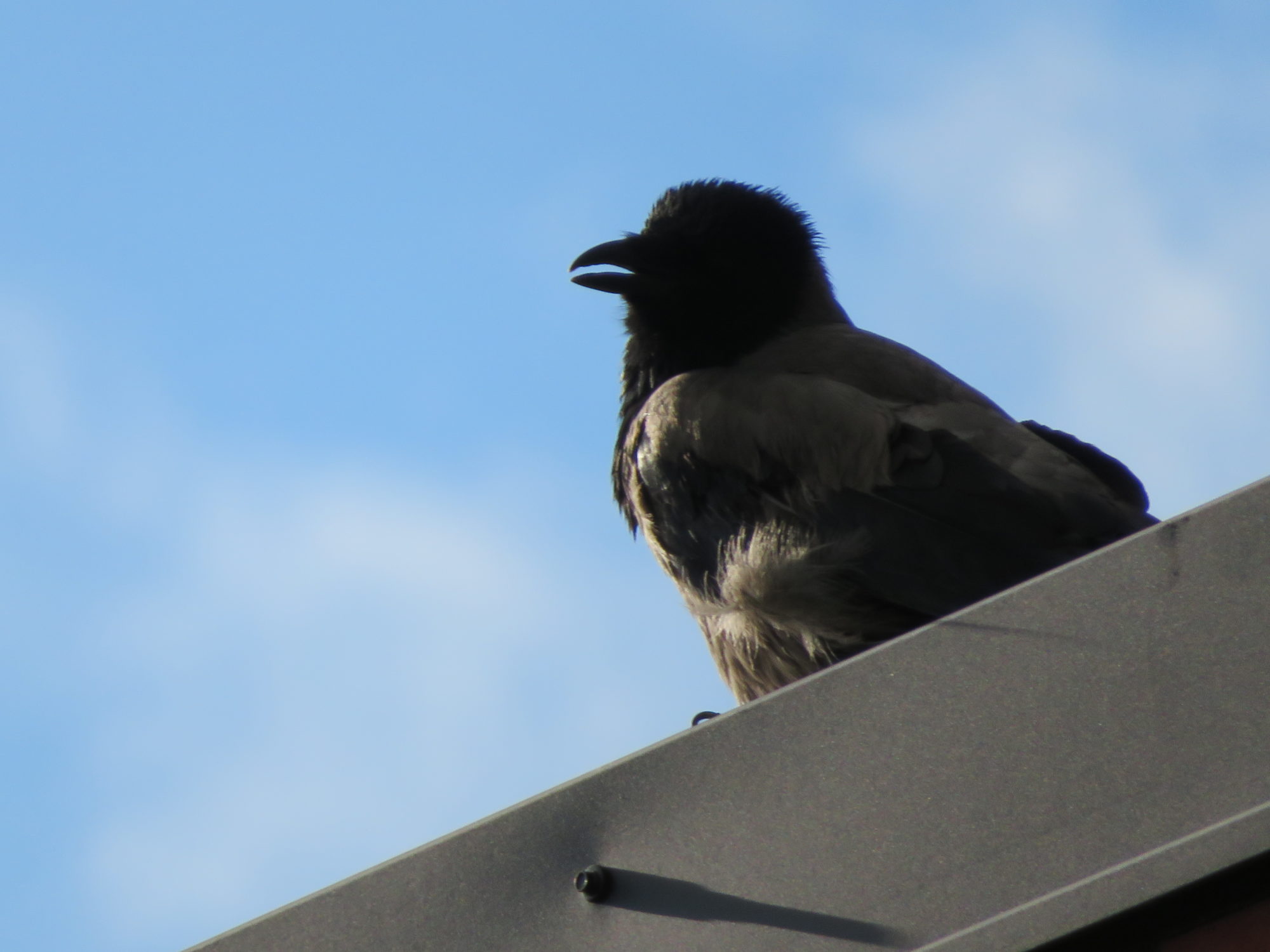 Valokuvaaja: Risto Kangassalo