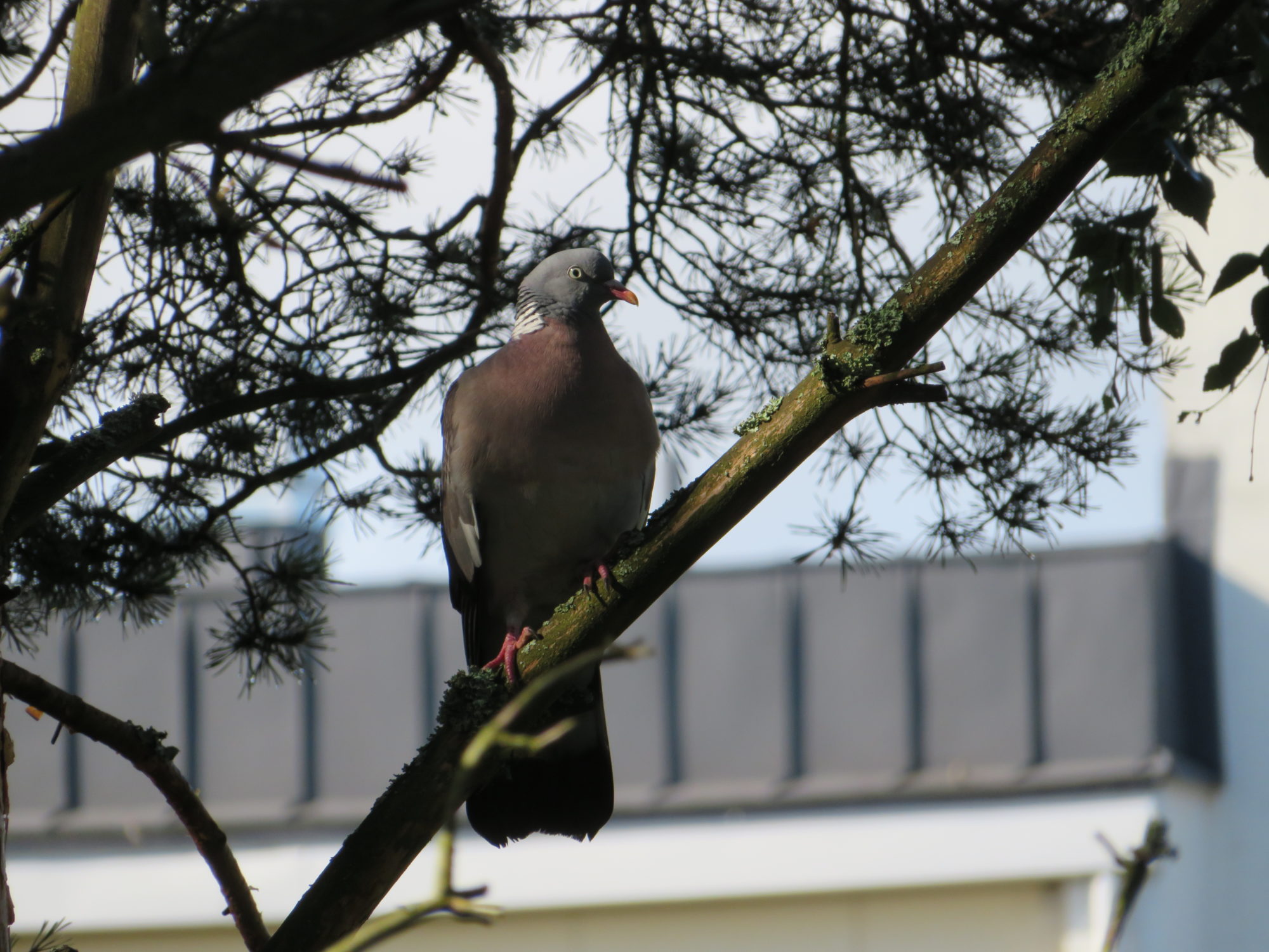 Valokuvaaja: Risto Kangassalo
