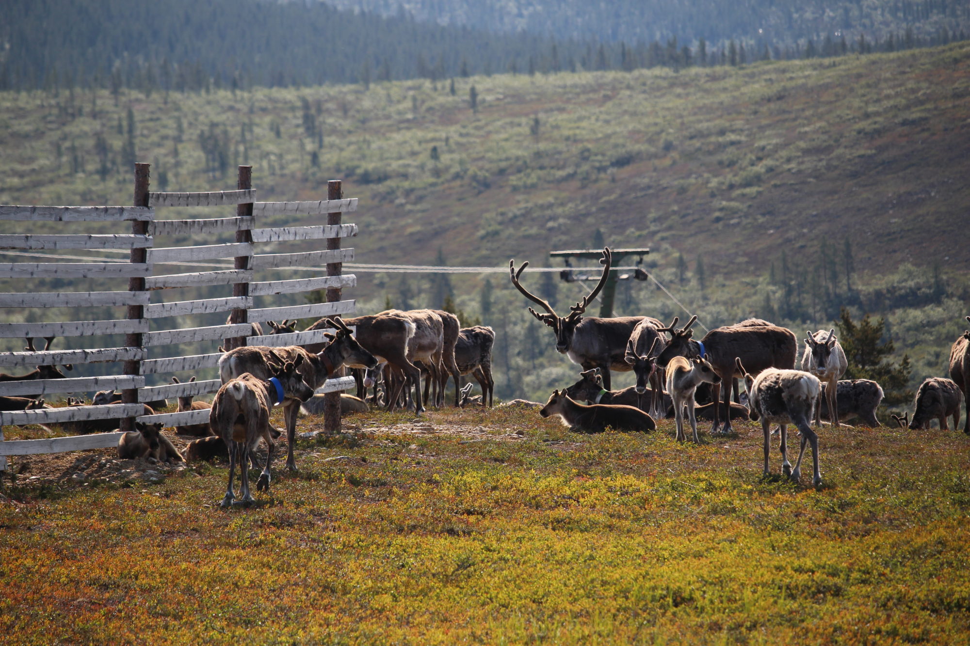 Valokuvaaja: Kirsi-Marja Joenpolvi