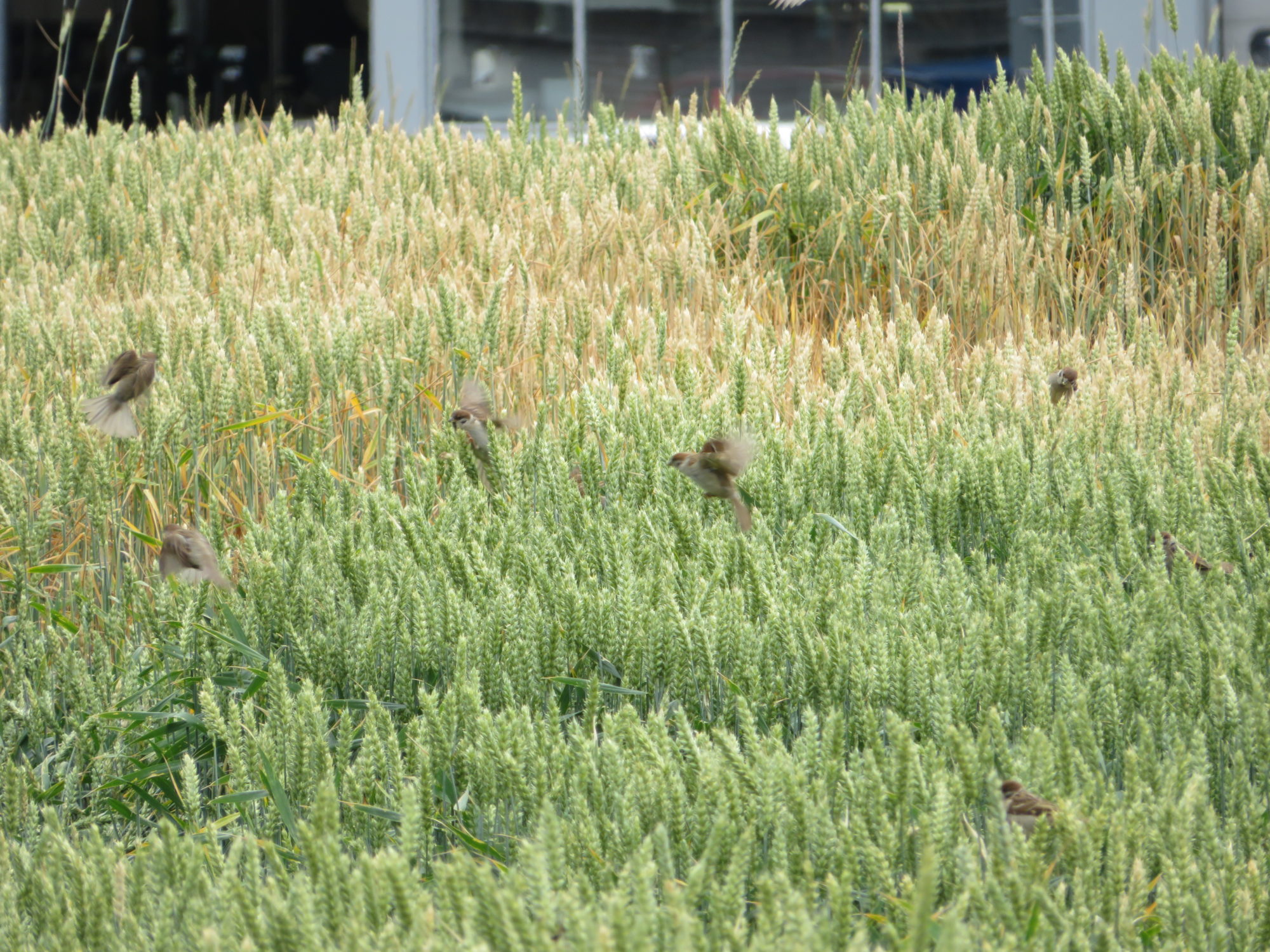 Valokuvaaja: Risto Kangassalo