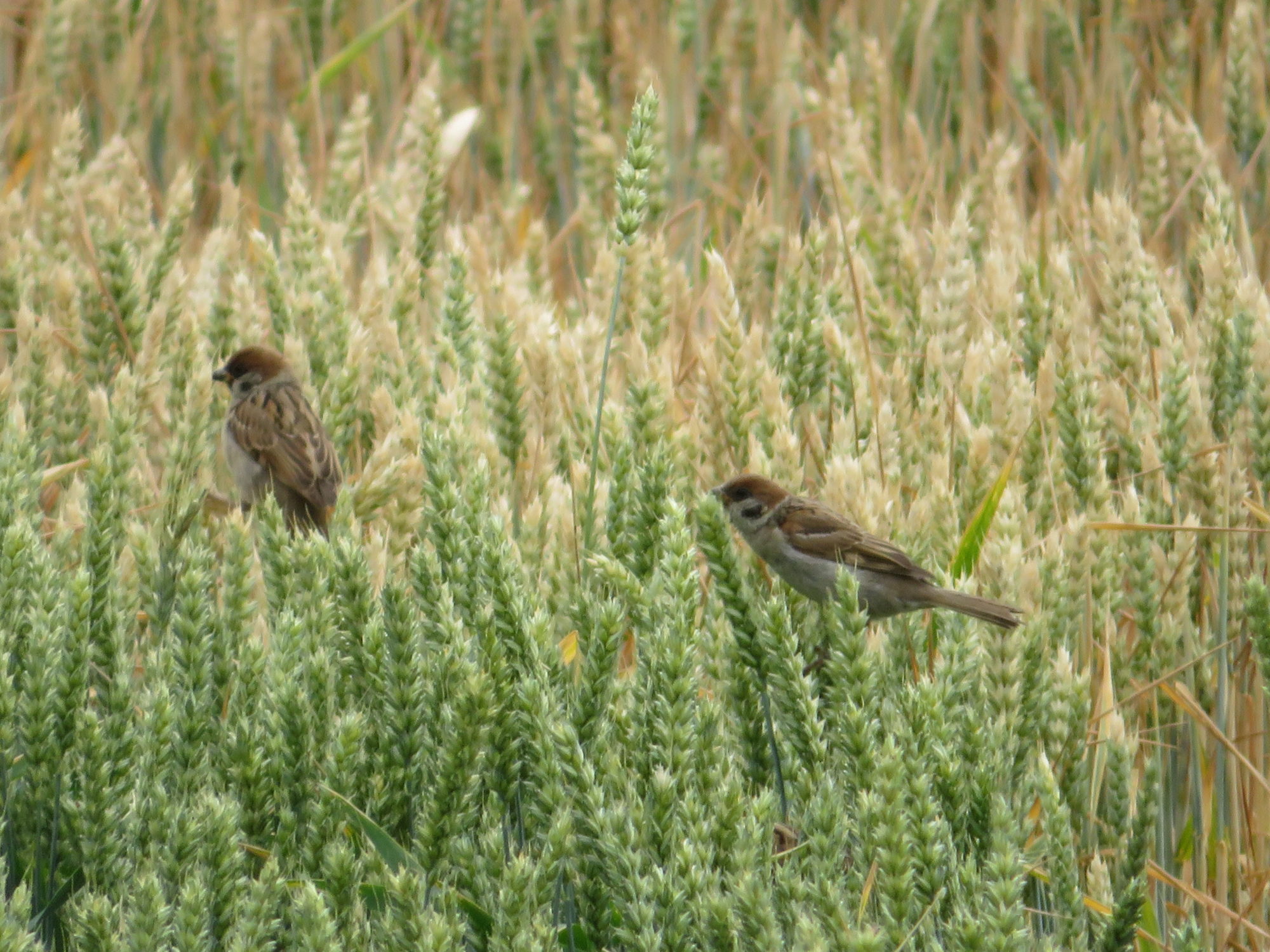 Valokuvaaja: Risto Kangassalo