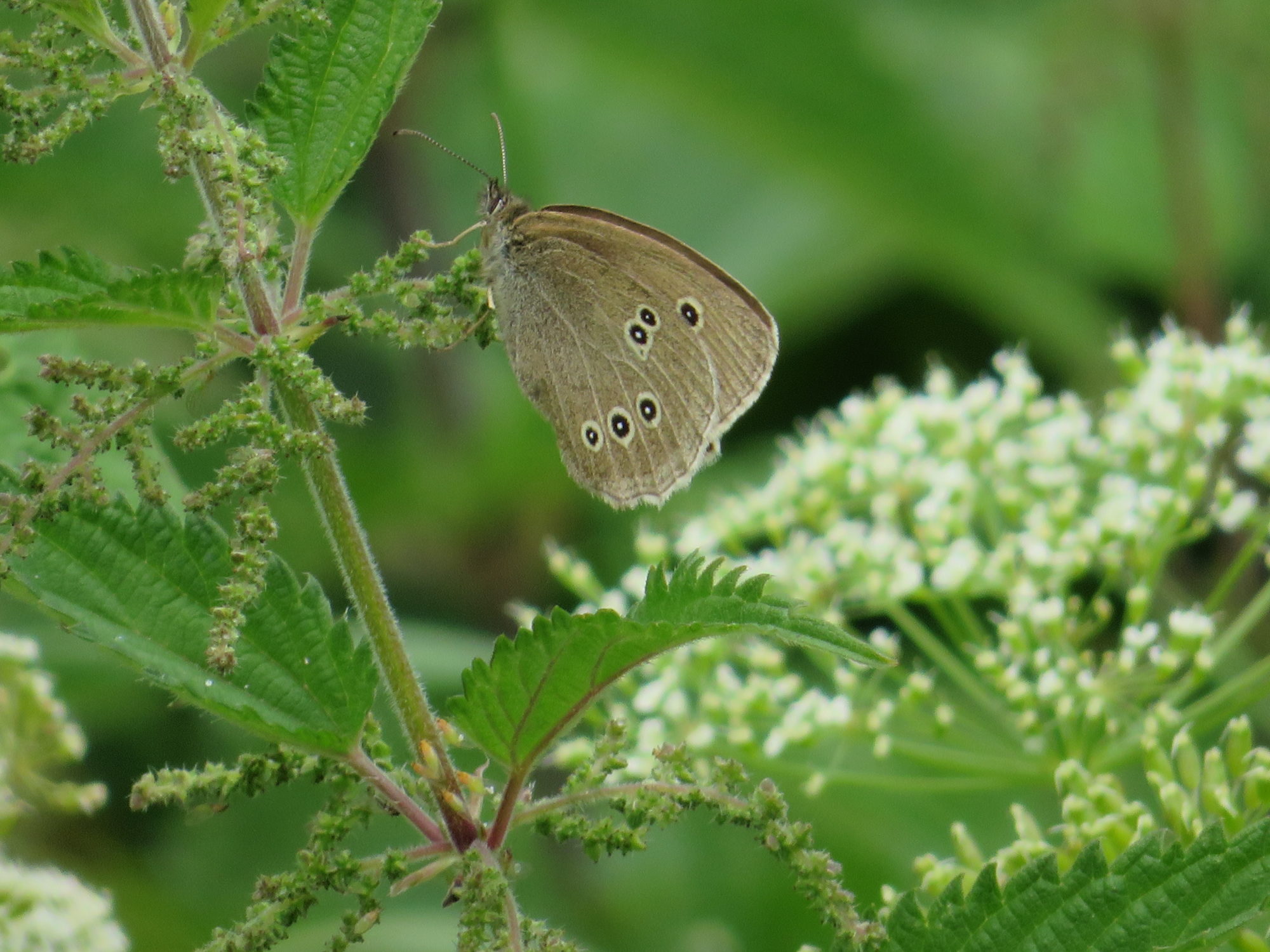 Valokuvaaja: Risto Kangassalo