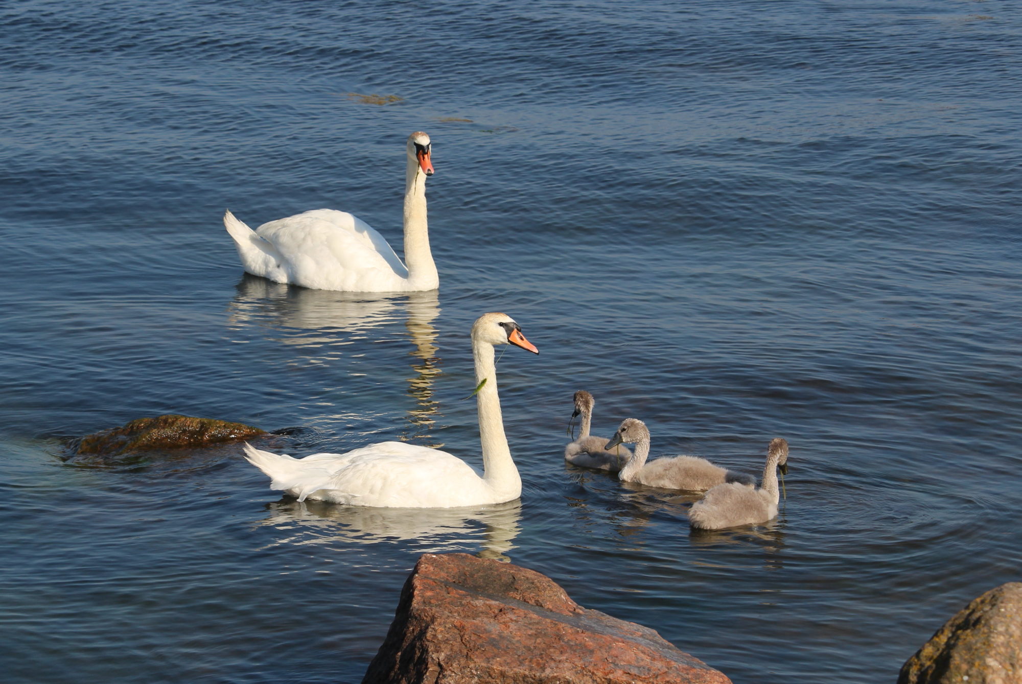 Valokuvaaja: Kirsi-Marja Joenpolvi