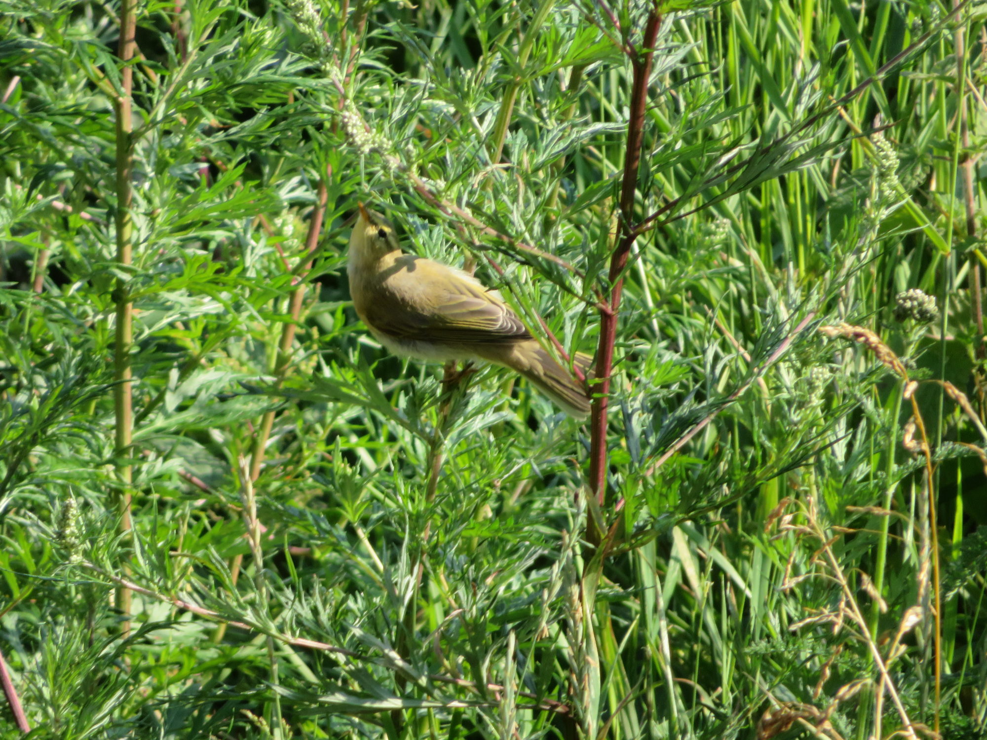 Valokuvaaja: Risto Kangassalo