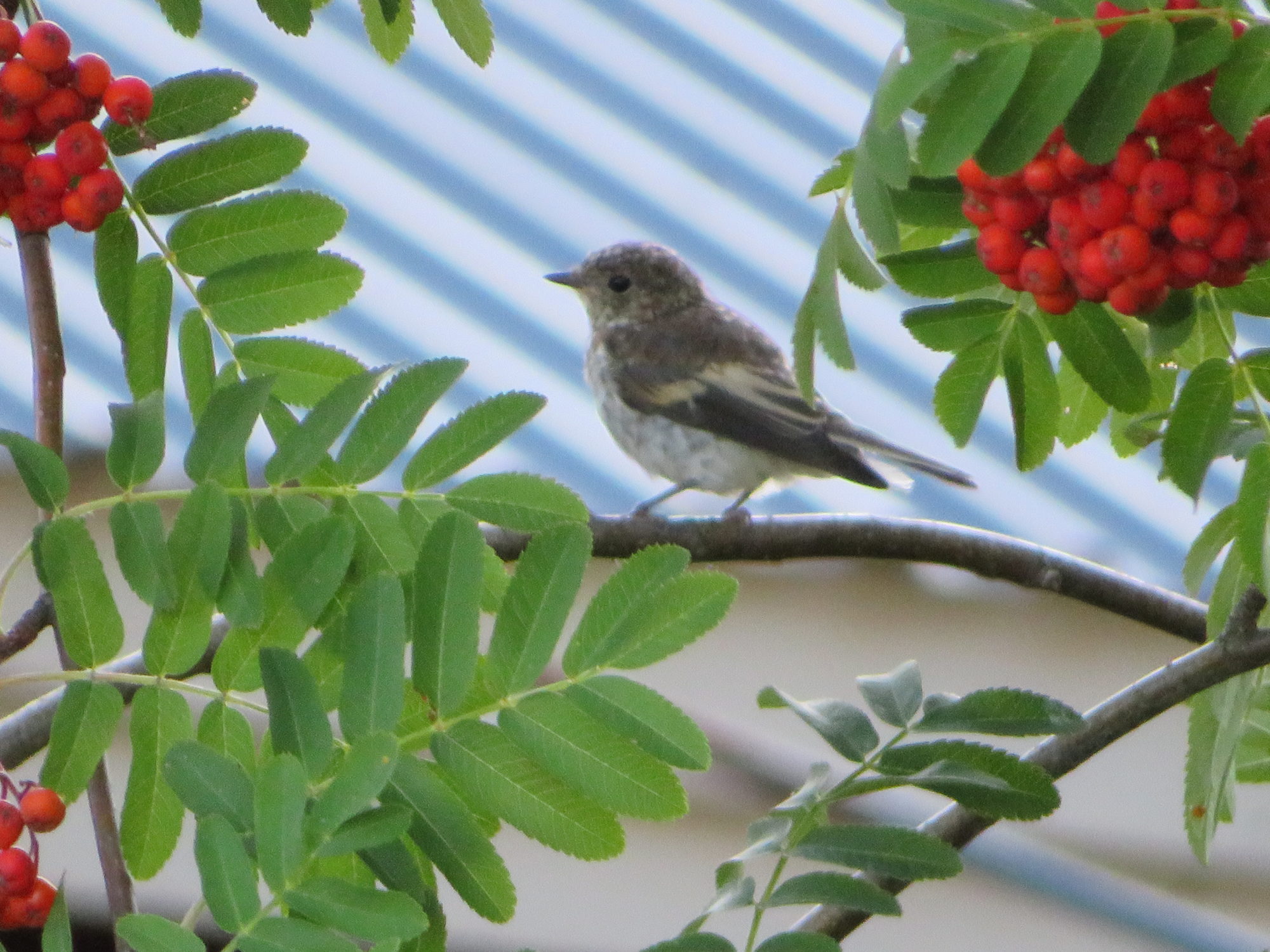 Valokuvaaja: Risto Kangassalo