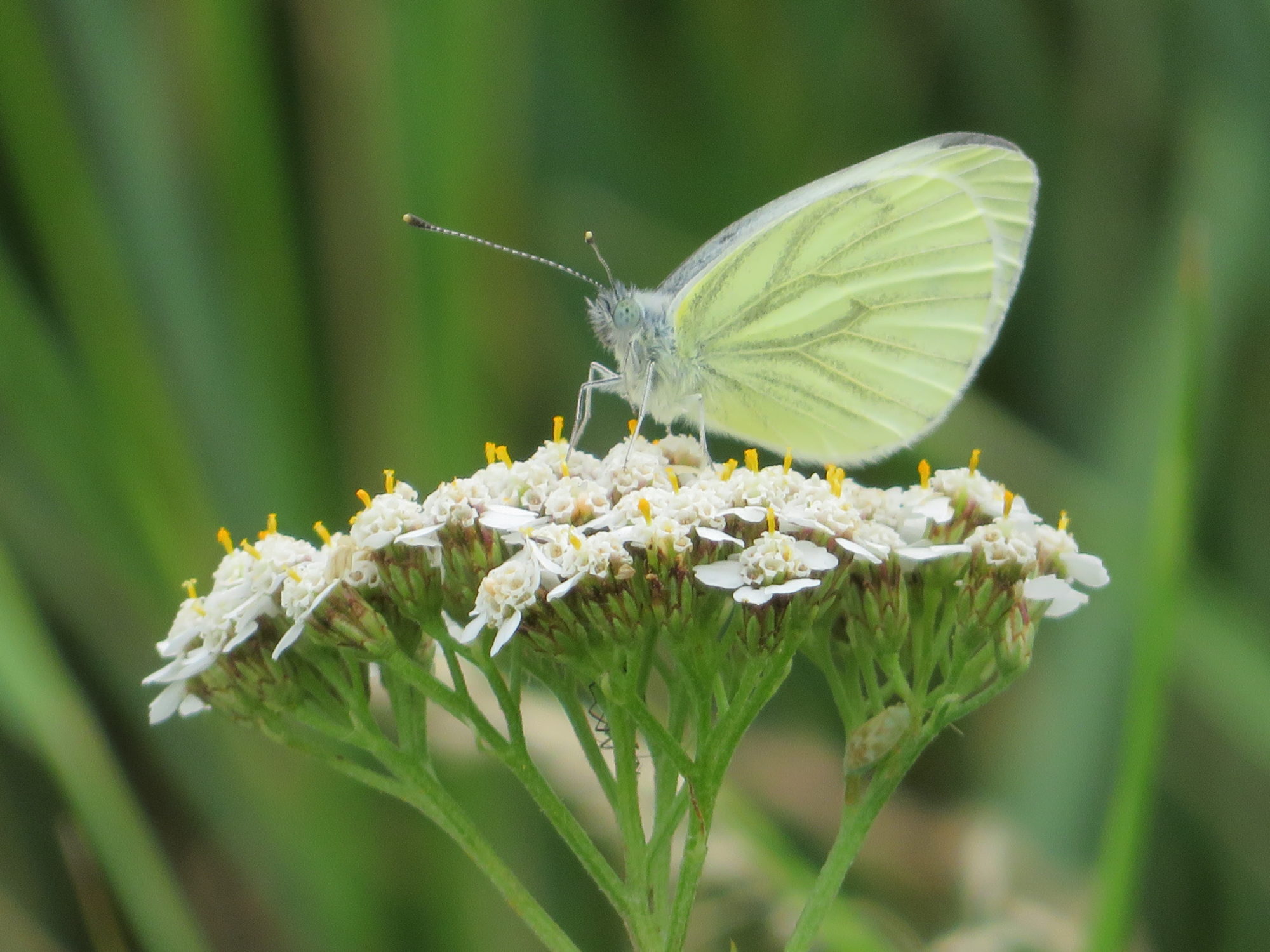 Valokuvaaja: Risto Kangassalo Valokuvaaja: Risto Kangassalo