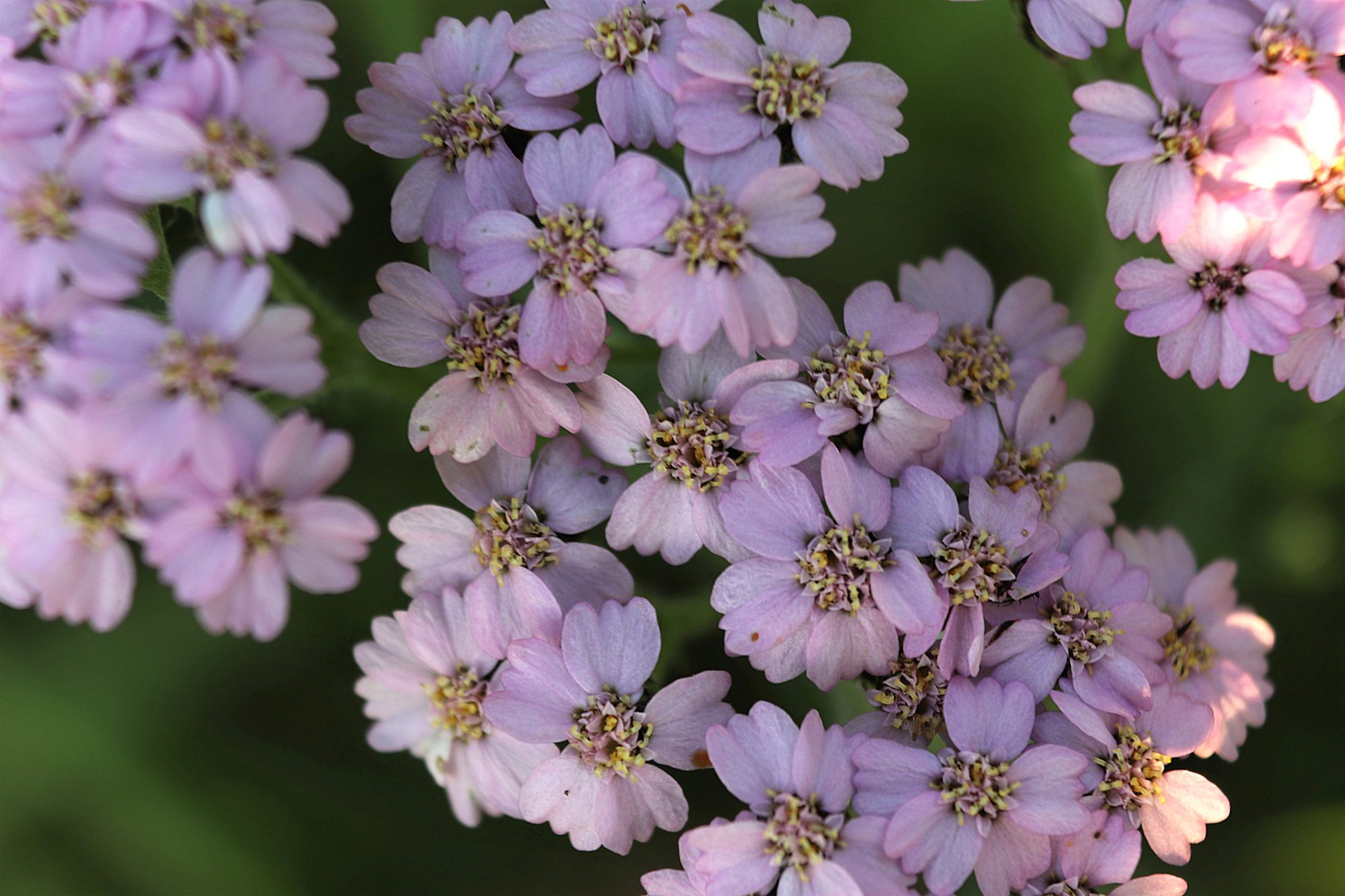 Valokuvaaja: Irja Lehtinen