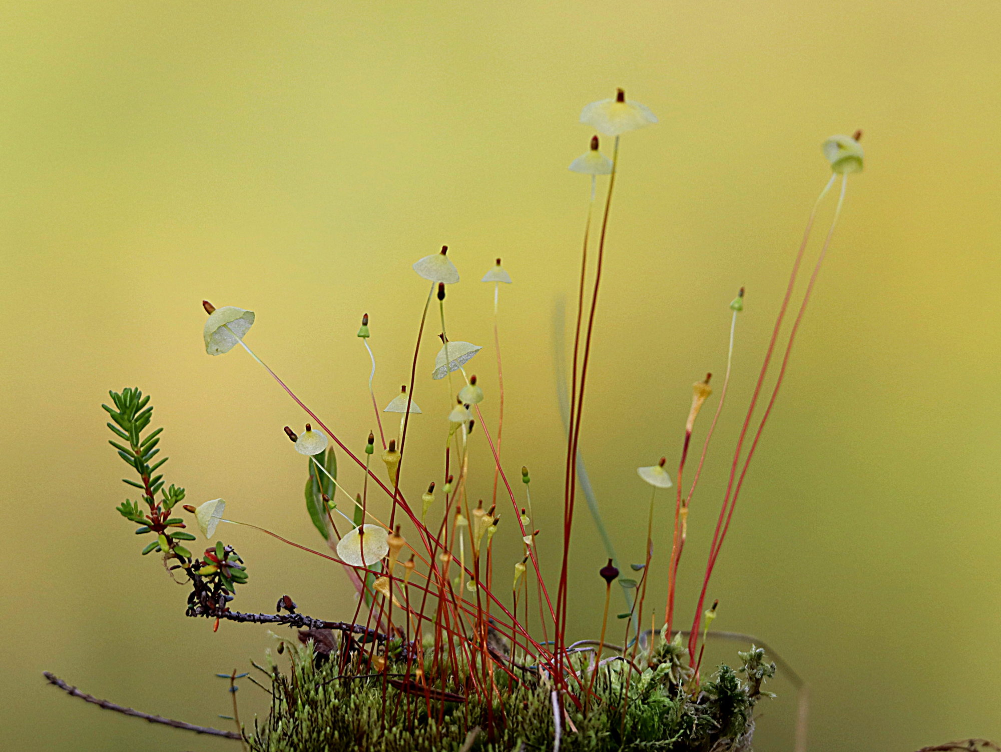 Valokuvaaja: Irja Lehtinen