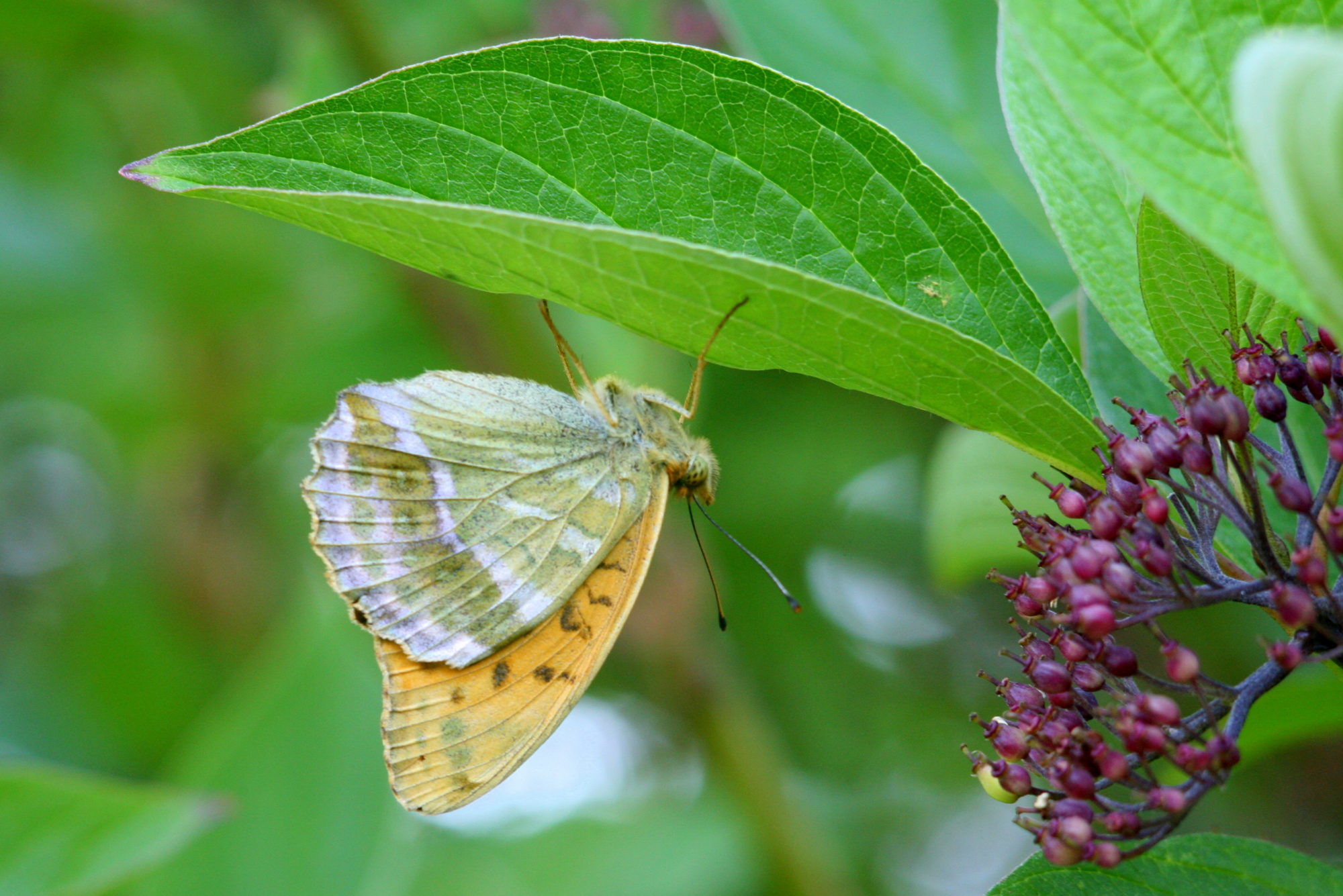 Valokuvaaja: Kaarlo Asikainen